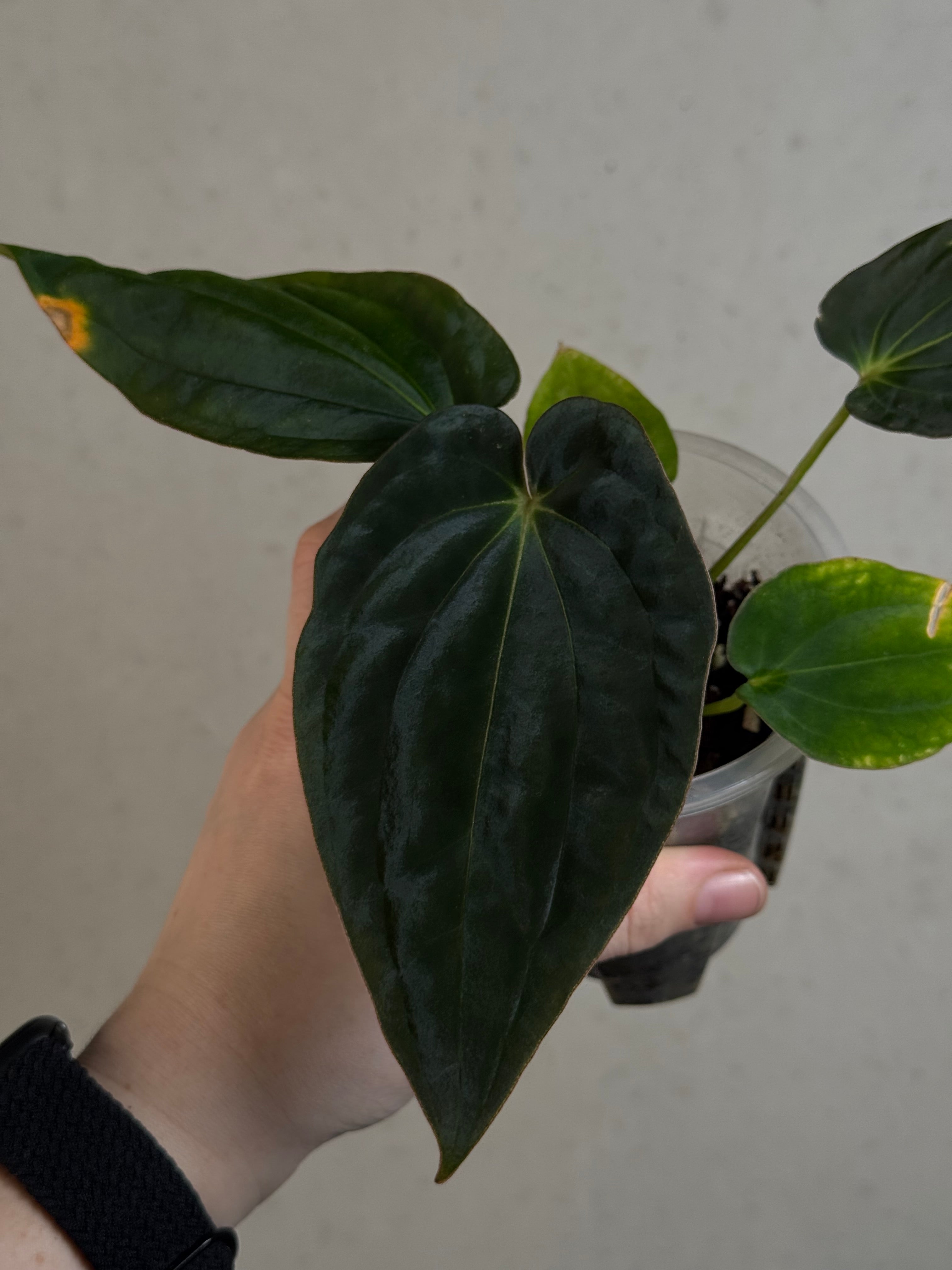 Anthurium Antolakii (BVEP) ‘Round’ x RA1 F2