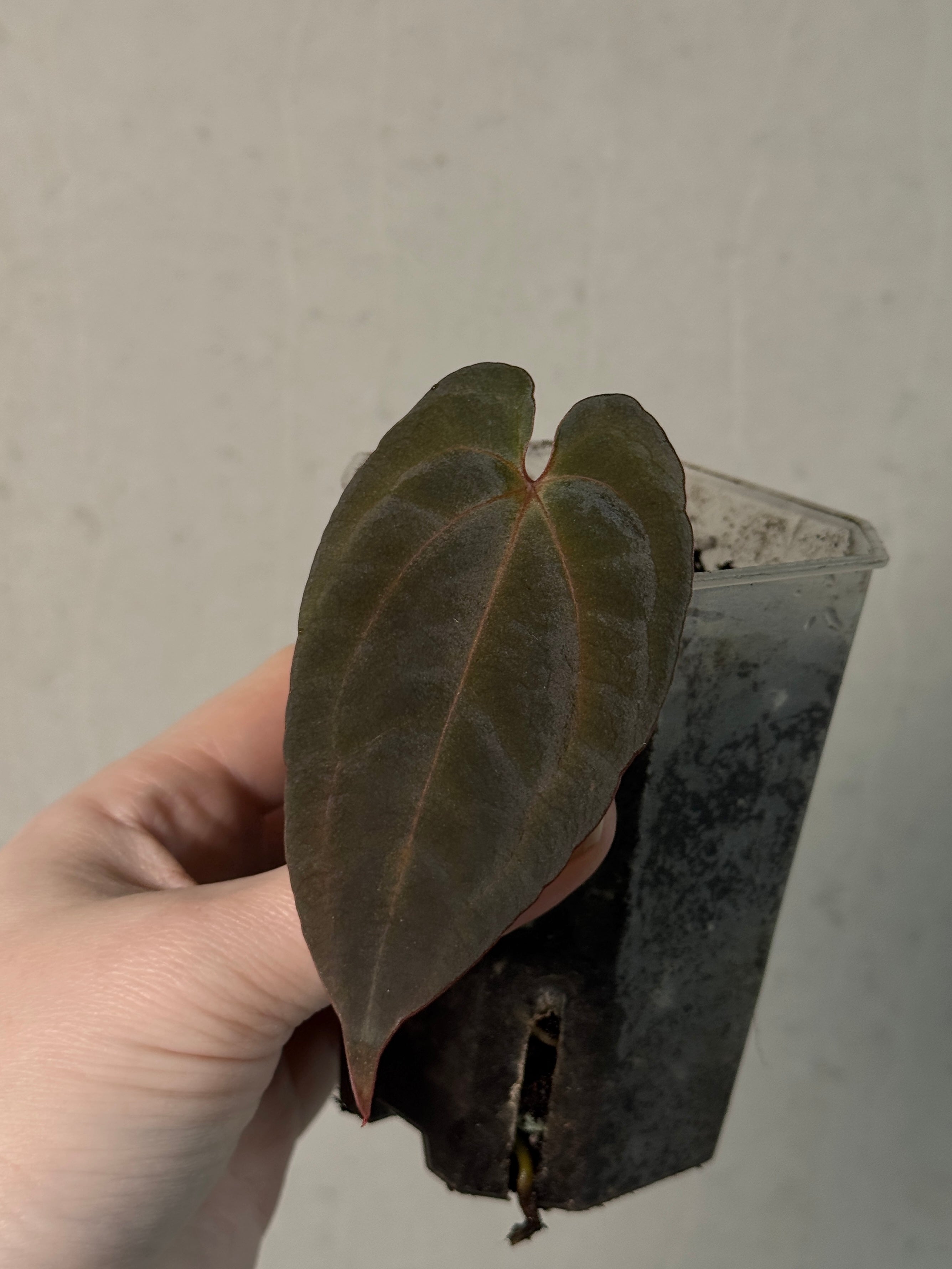 Anthurium BVIT x RVDP - Clone