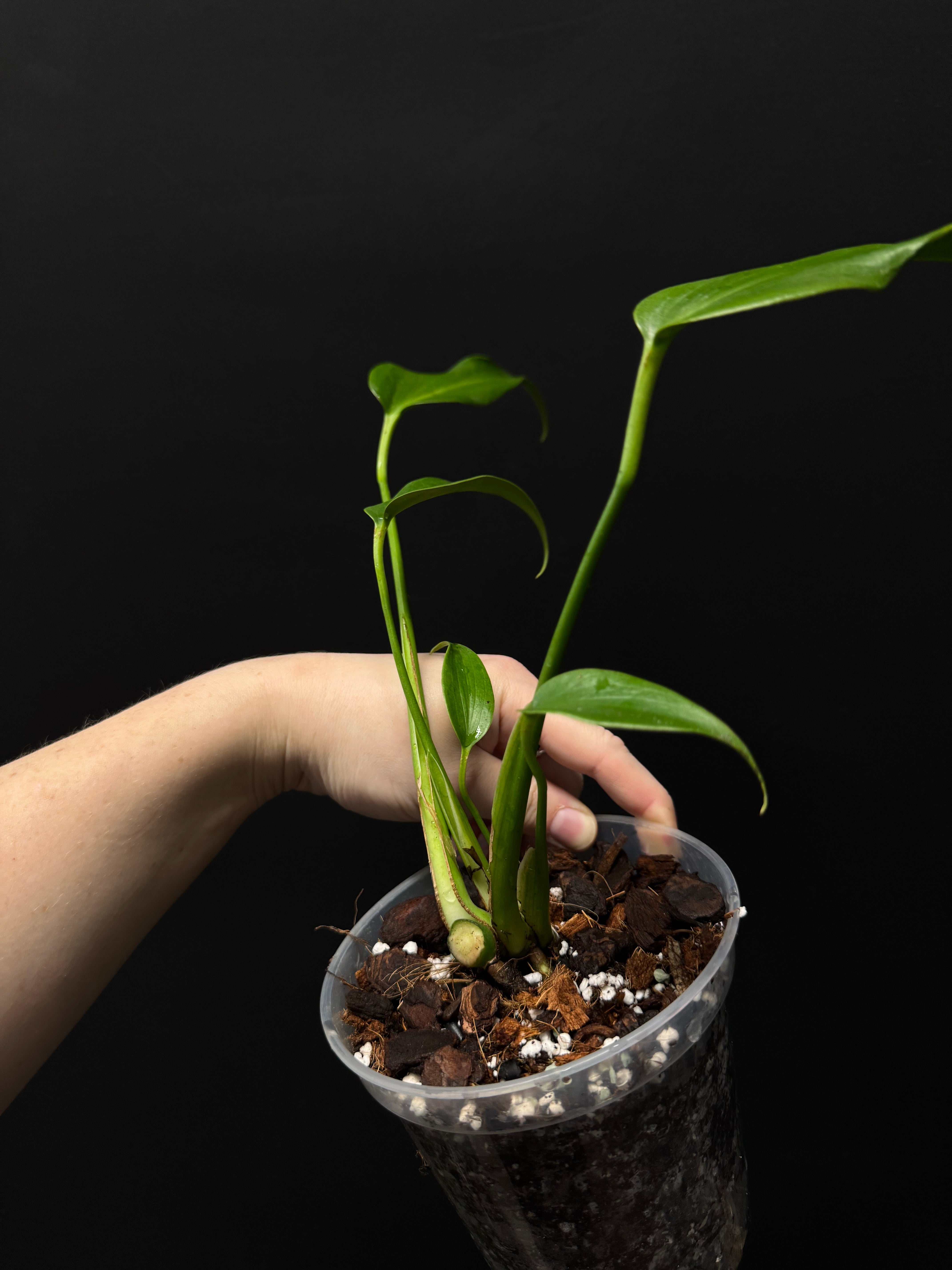 Clearance Sale -50% off - Various plants