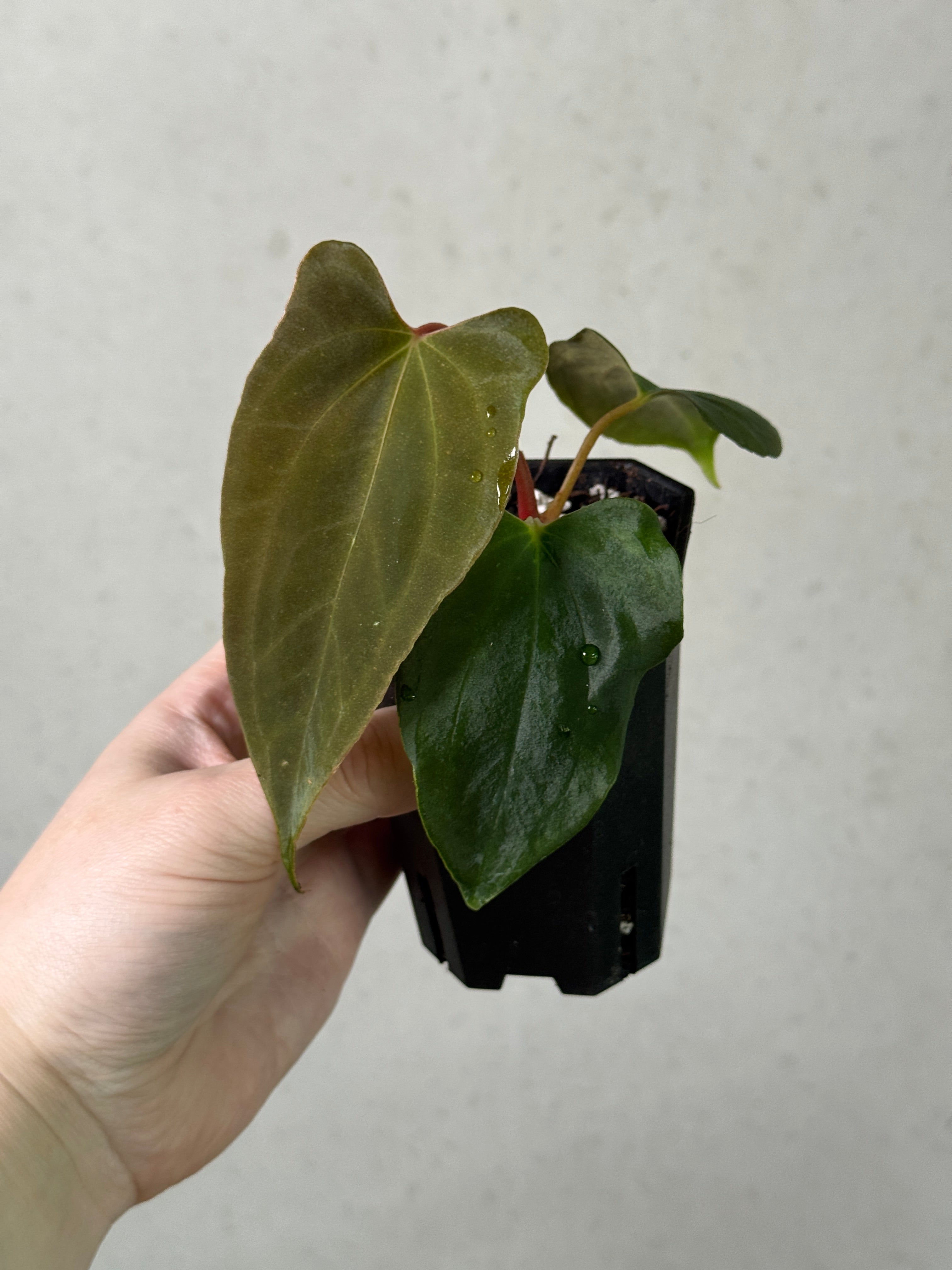 Anthurium FSxRL Grim Reaper F2 plant clone by SMUKHI, showcasing dark, glossy leaves and vibrant spathe with spadix.