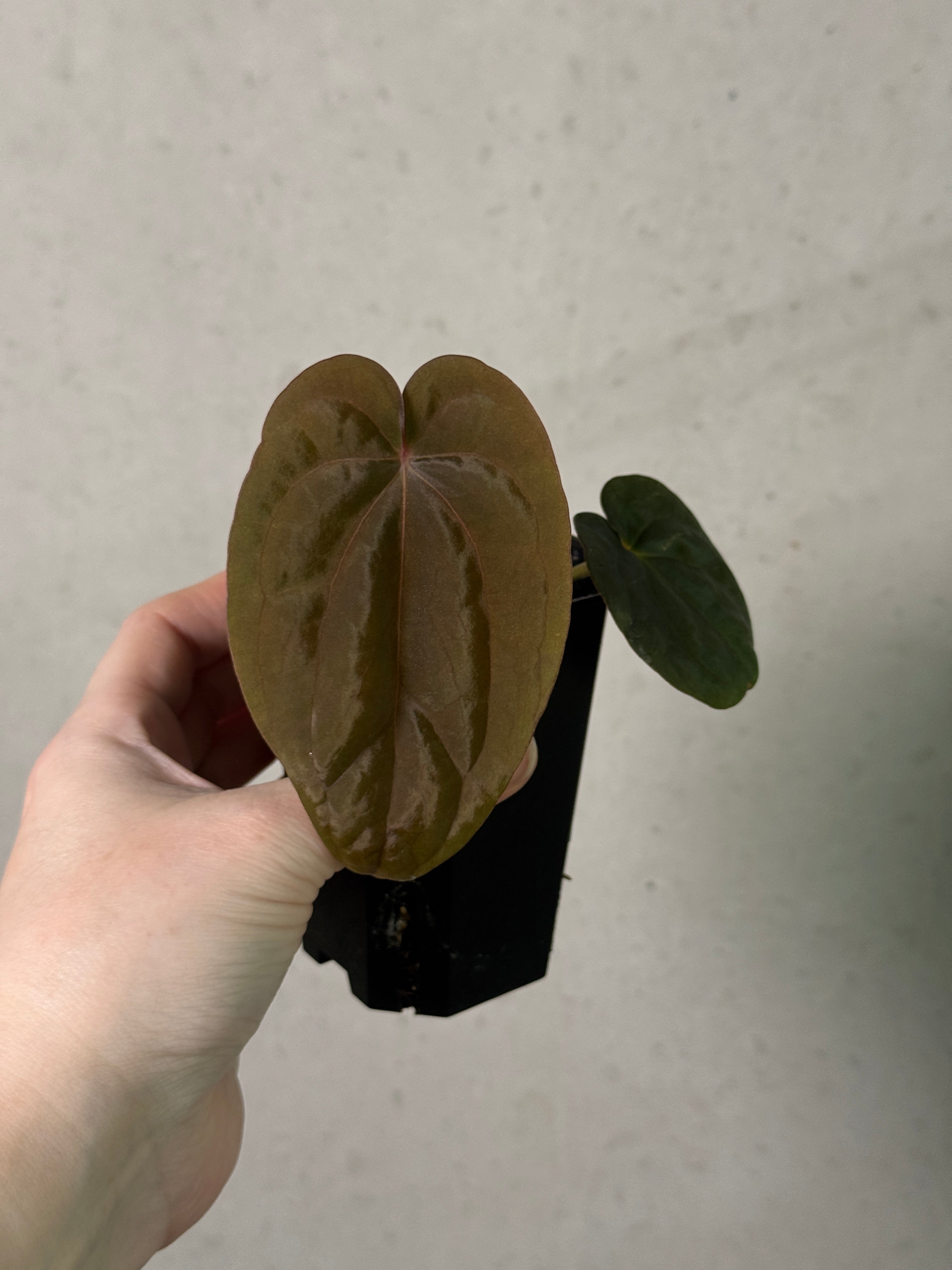 Anthurium Dressleri NSE 'Obsidian' x RG plant from AABexotics, showing lush dark green leaves and vibrant spathes.