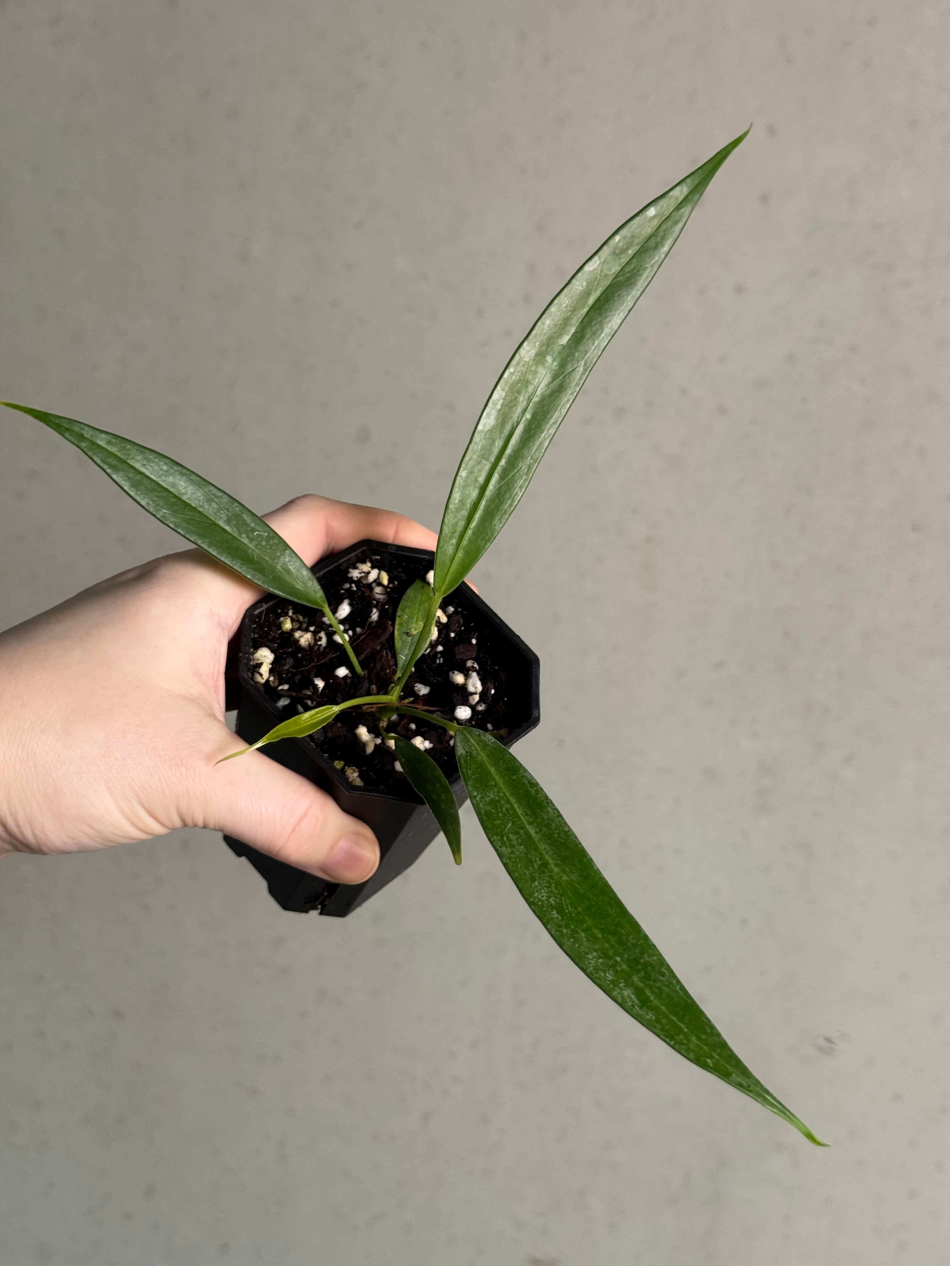 Anthurium Eminens S1