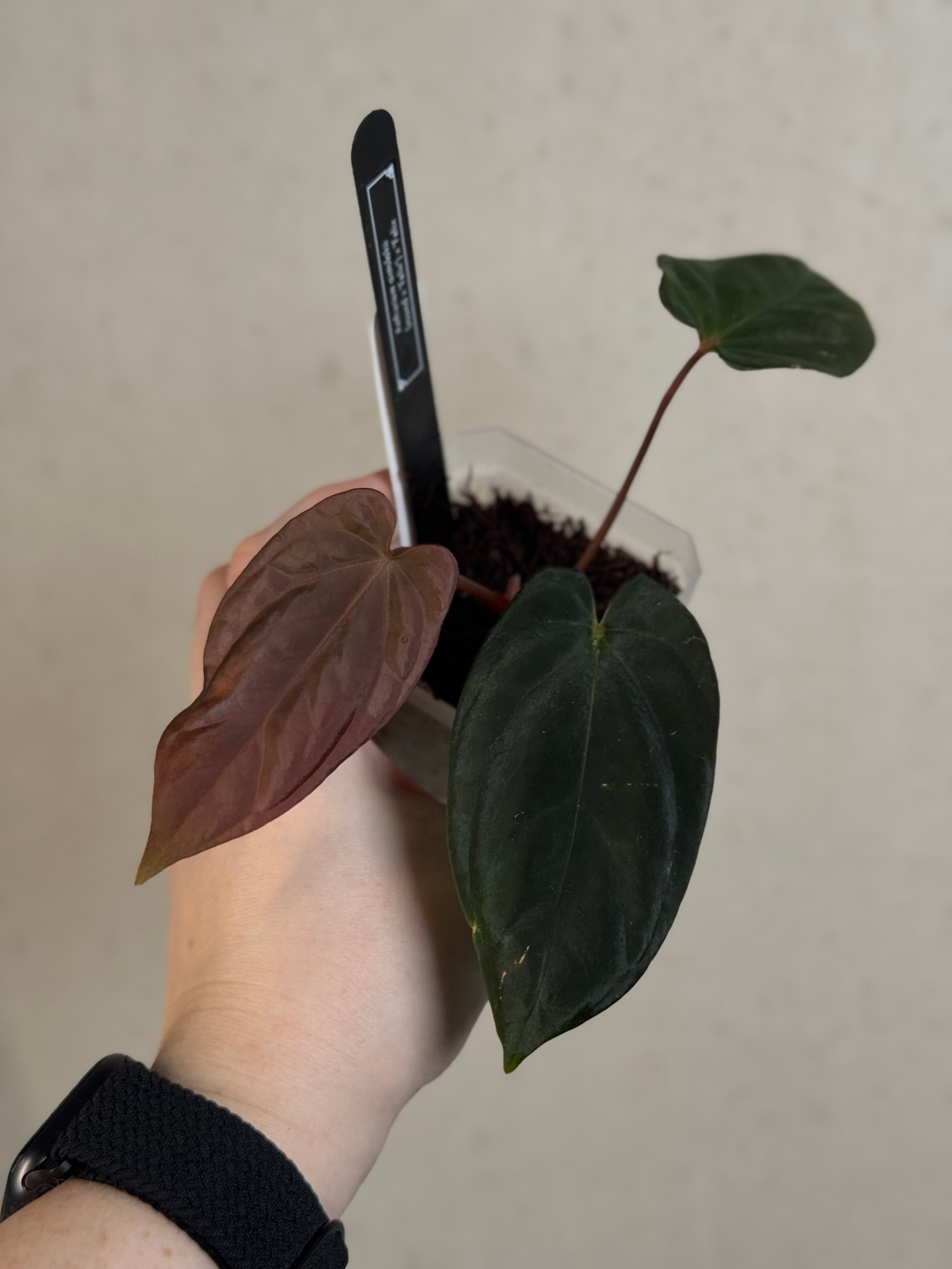 Anthurium BVEP ('Round' x 'Felix') x 'Felix' - Clone