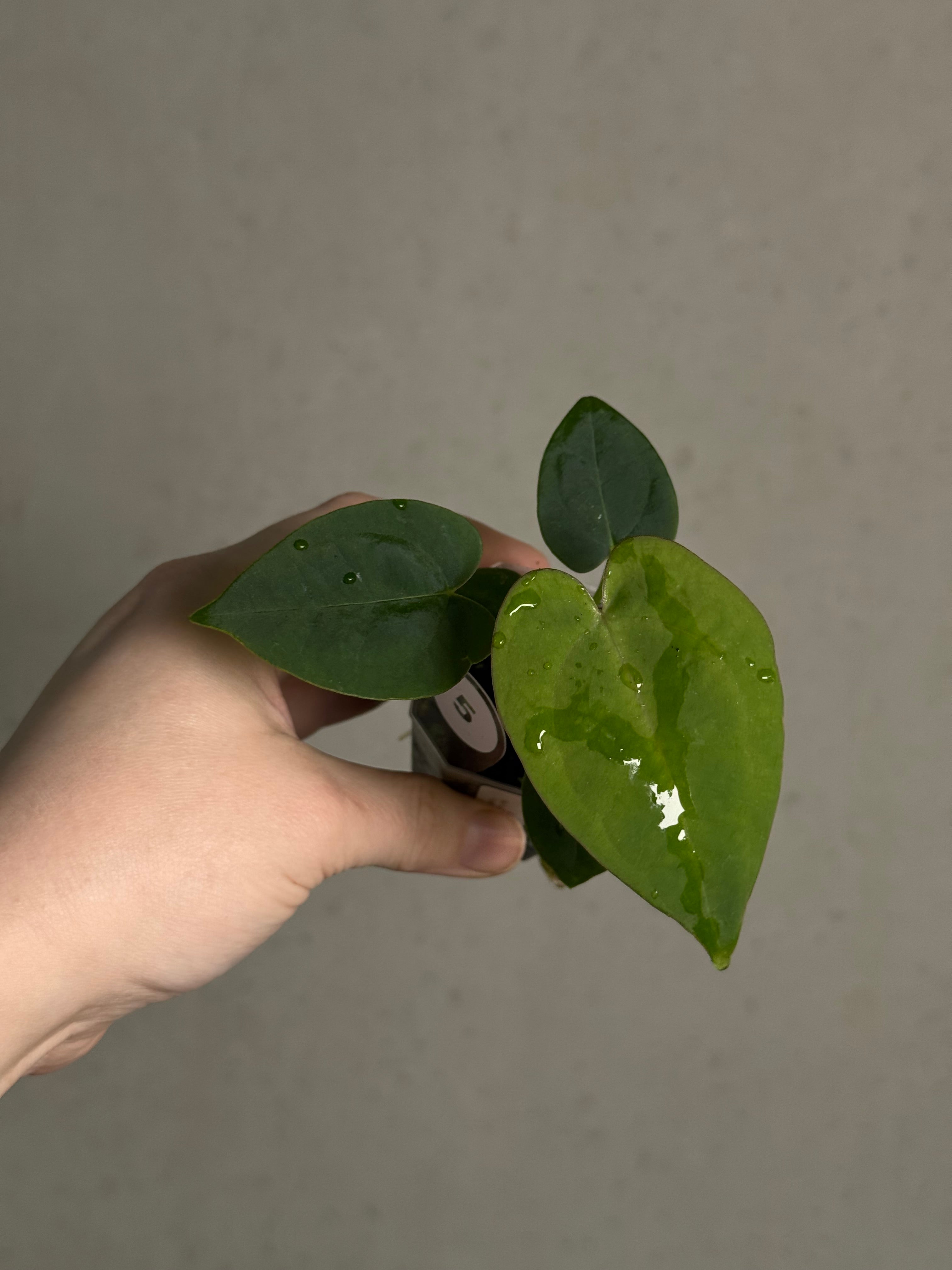 Anthurium (Blue Papillilaminum x Forgetii) x (Papillilaminum XOne x XOne) - SMUKHI