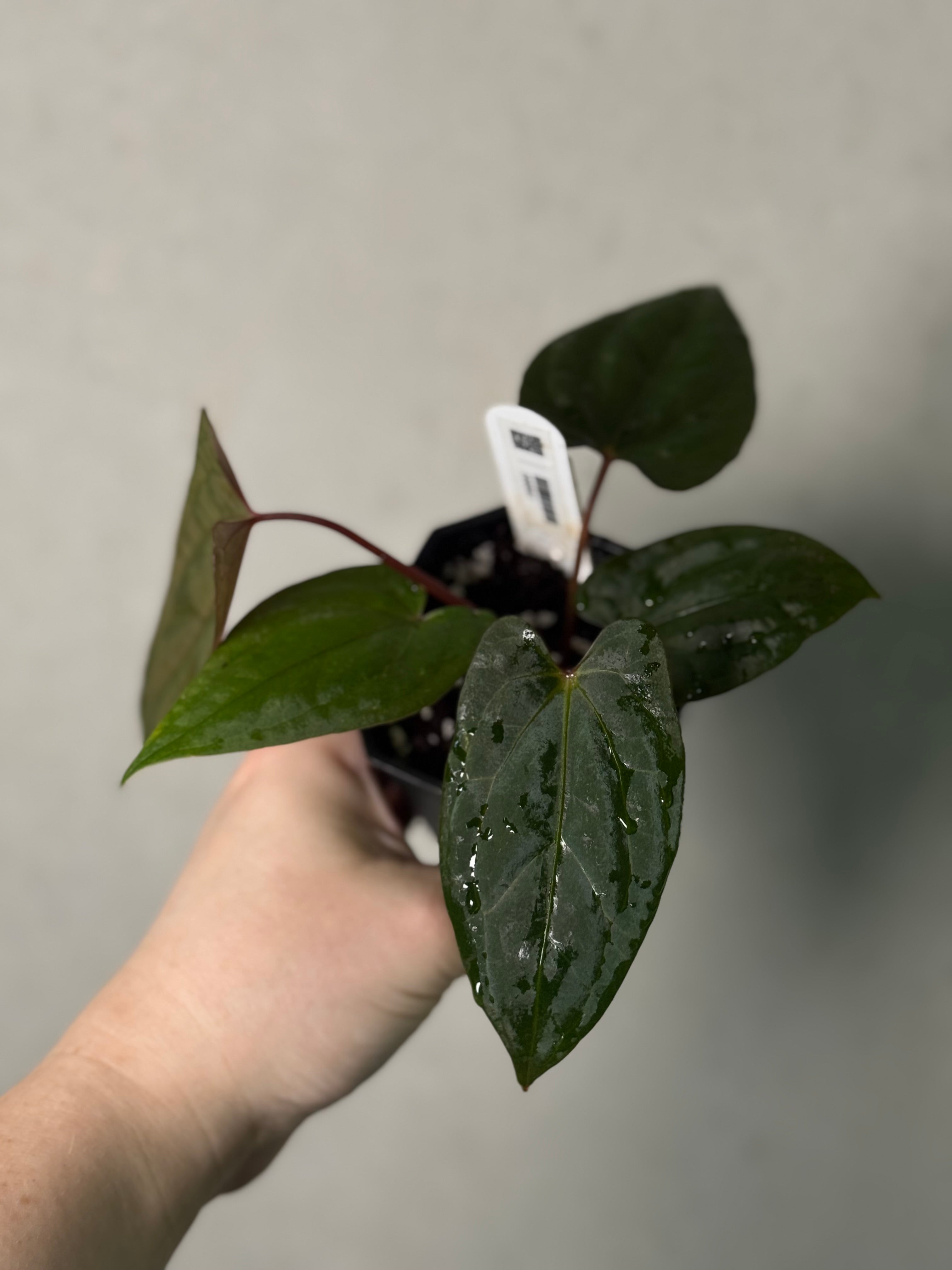 Anthurium ‘Sherpa’ (Dark Phoenix x RVDP) - Clone