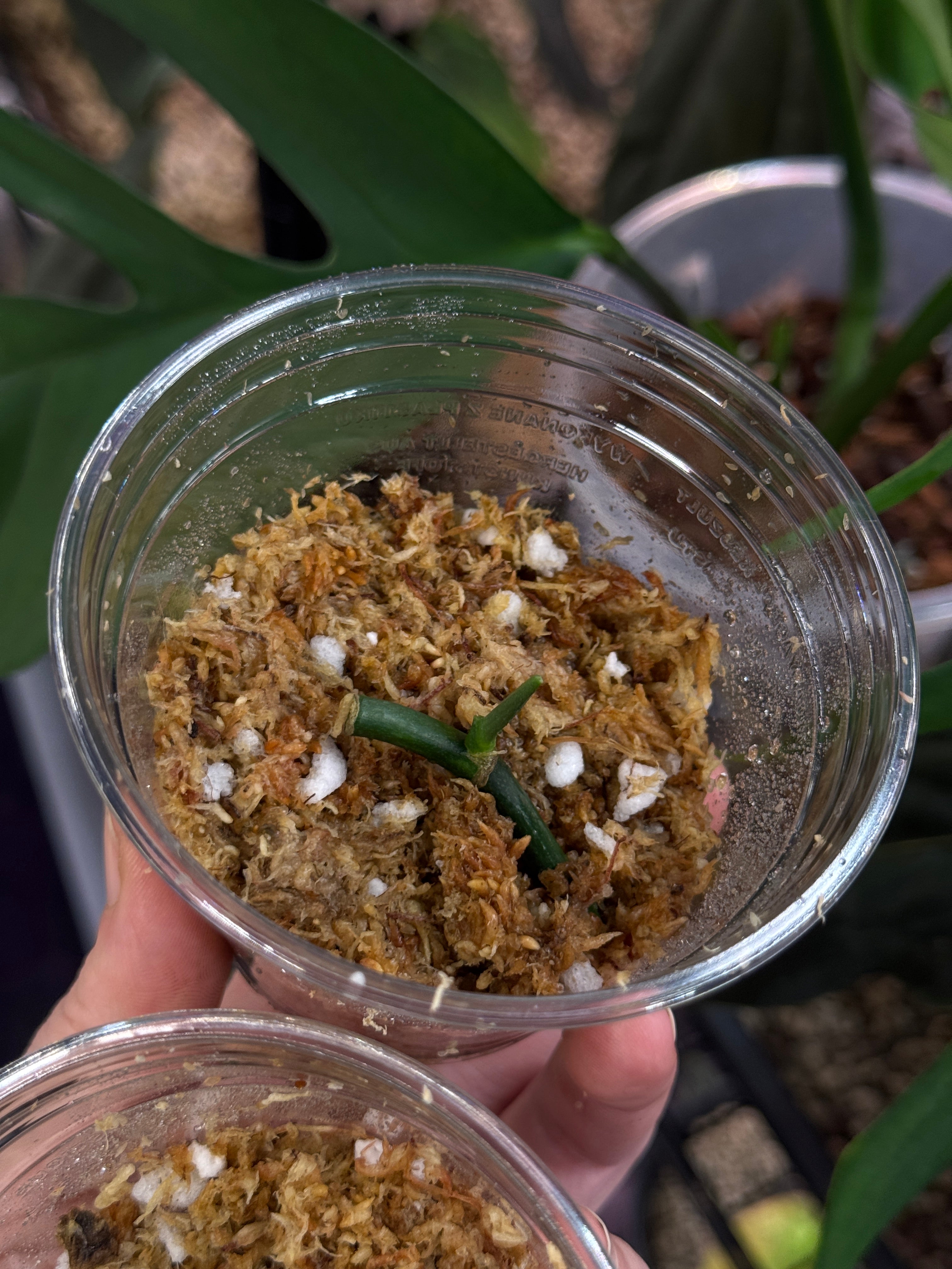 Monstera Croatii - SMUKHI