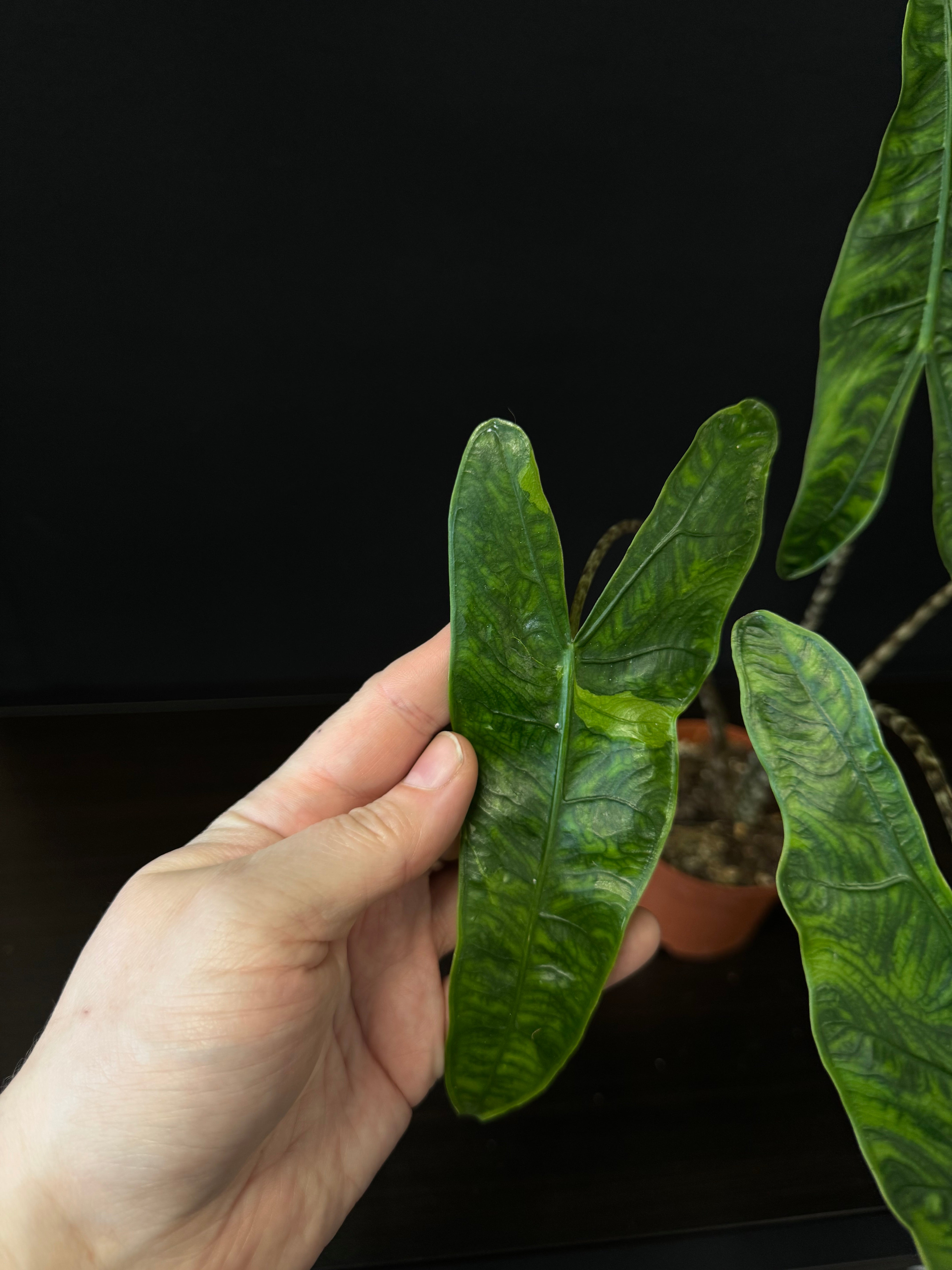 Alocasia Zebrina Reticulata