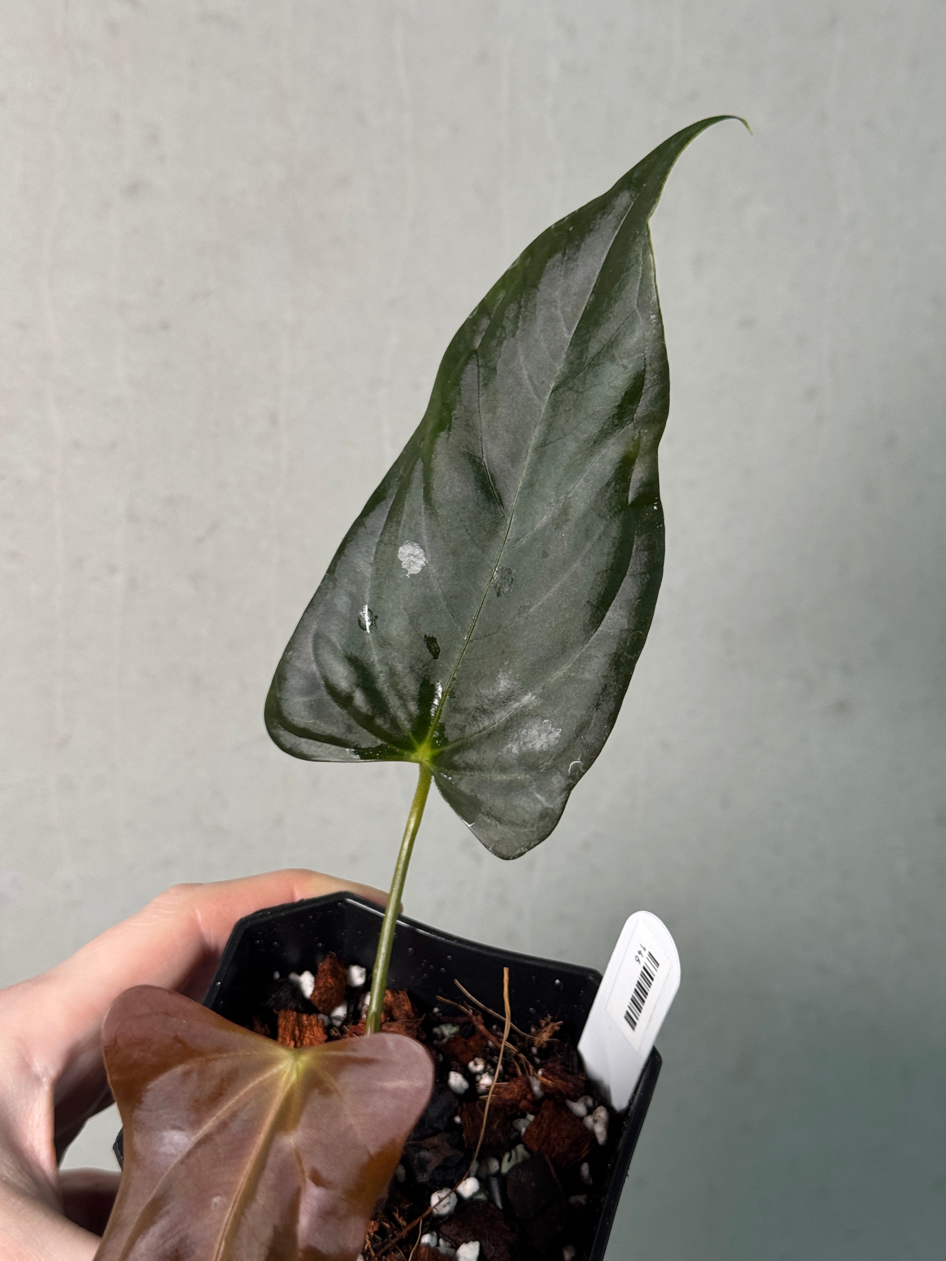 Anthurium (Subsignatum x Papillilaminum 'Marie') x FSxRL 'Grim Reaper' - Clone - SMUKHI