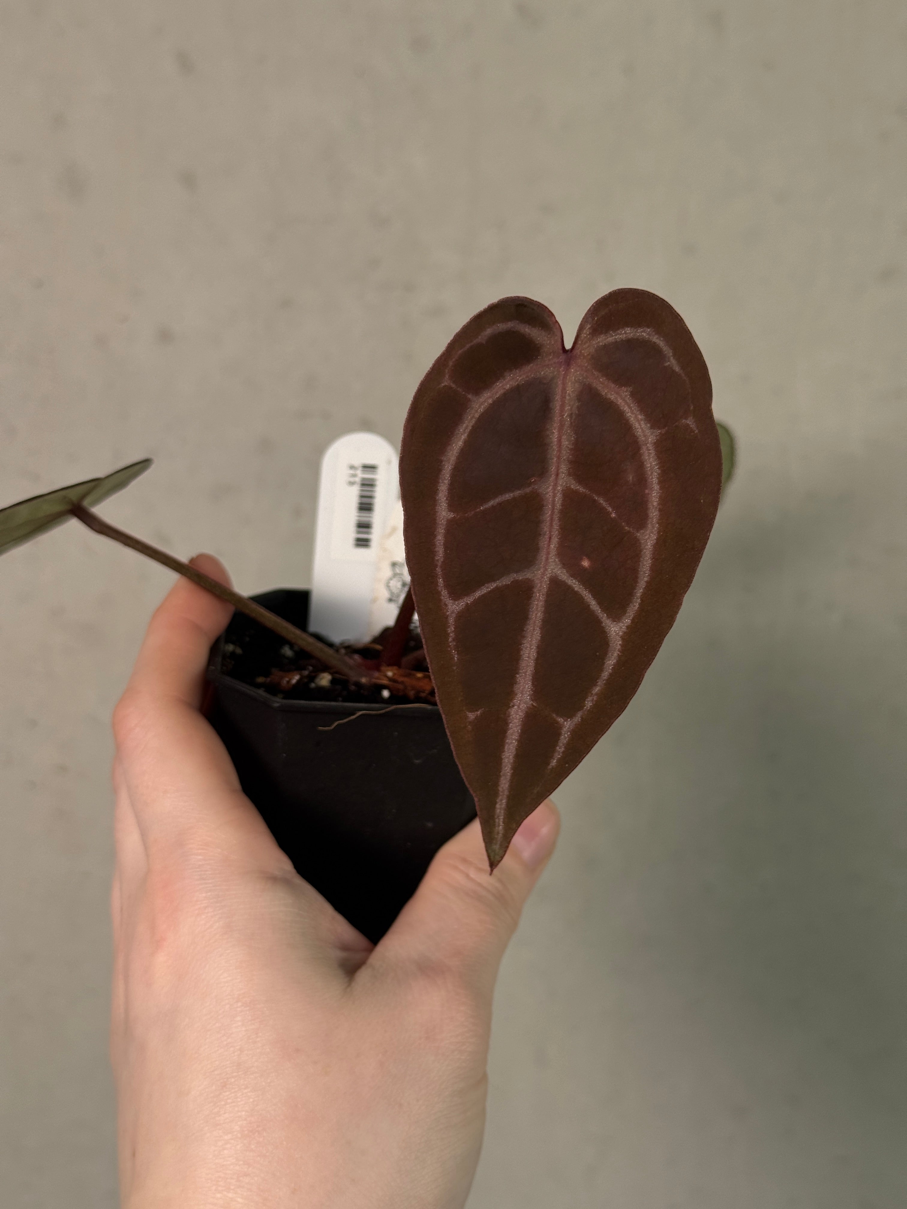 Anthurium Red Crystallinum WU5 x WU8