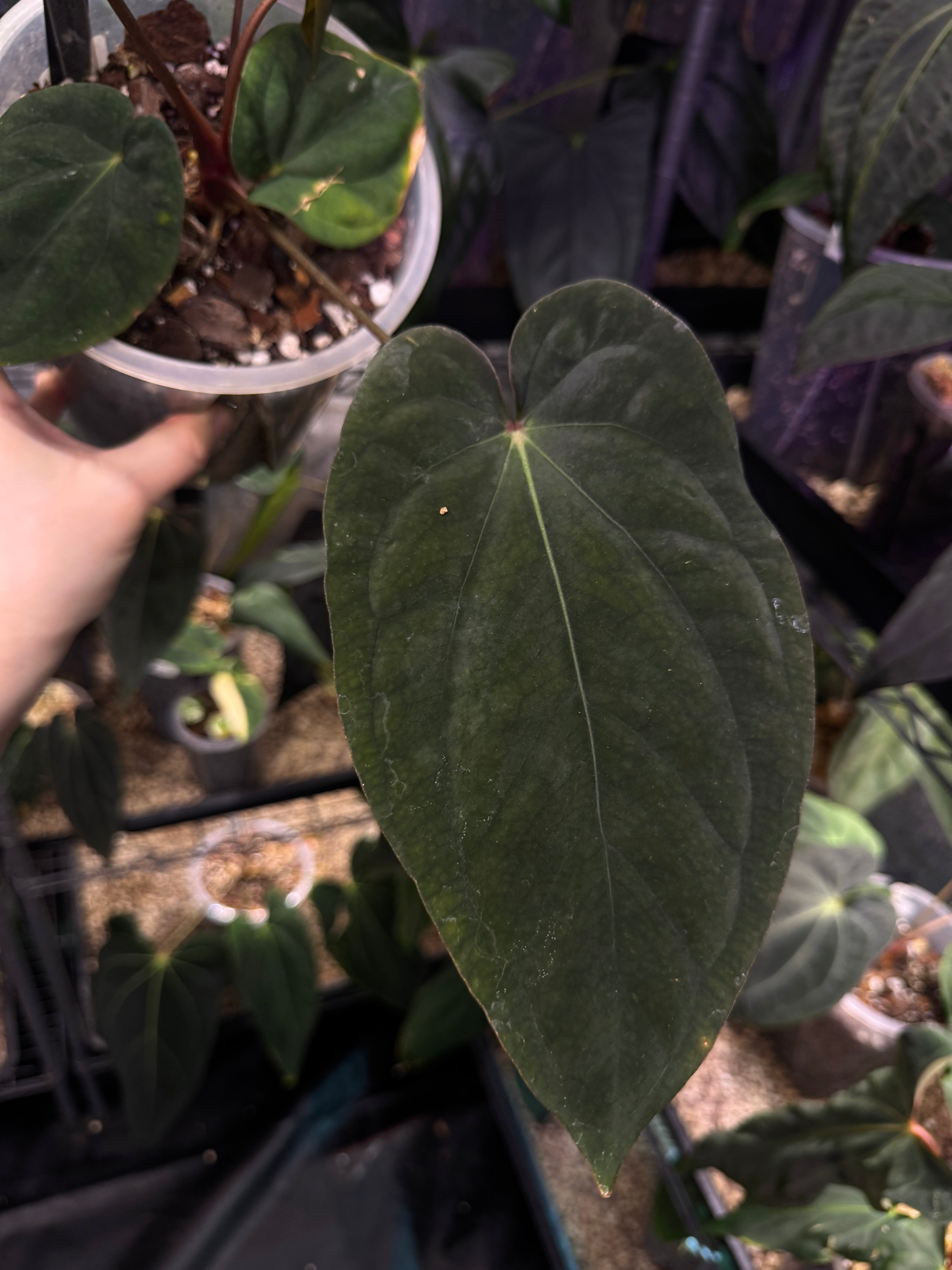 NFS: Anthurium Antolakii / BVEP (Round x Felix) x Felix #2