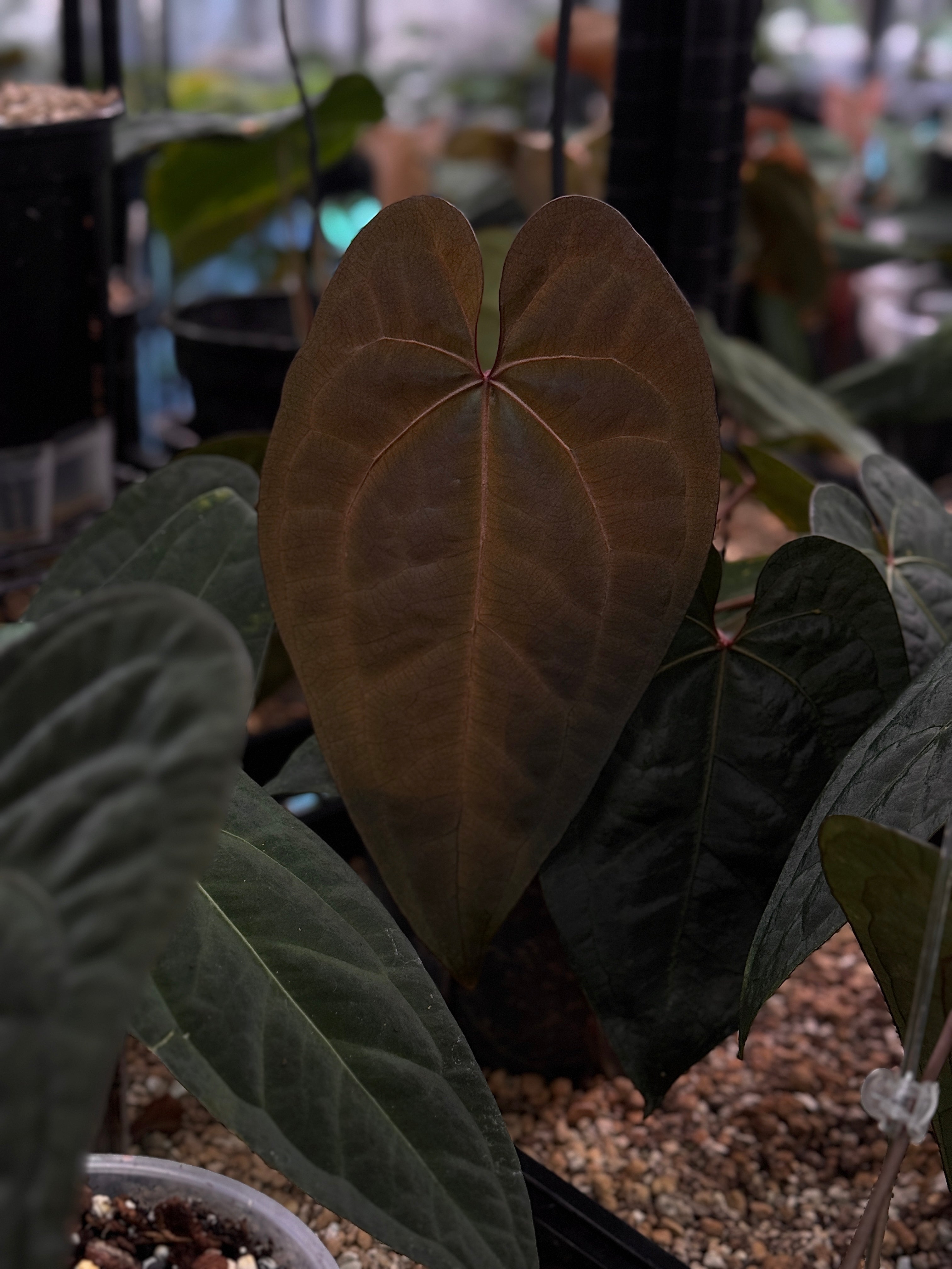 Dark form Antherium Ace of Spades F1 plant from Private Collection, showing glossy, dark leaves and unique spade-shaped foliage.