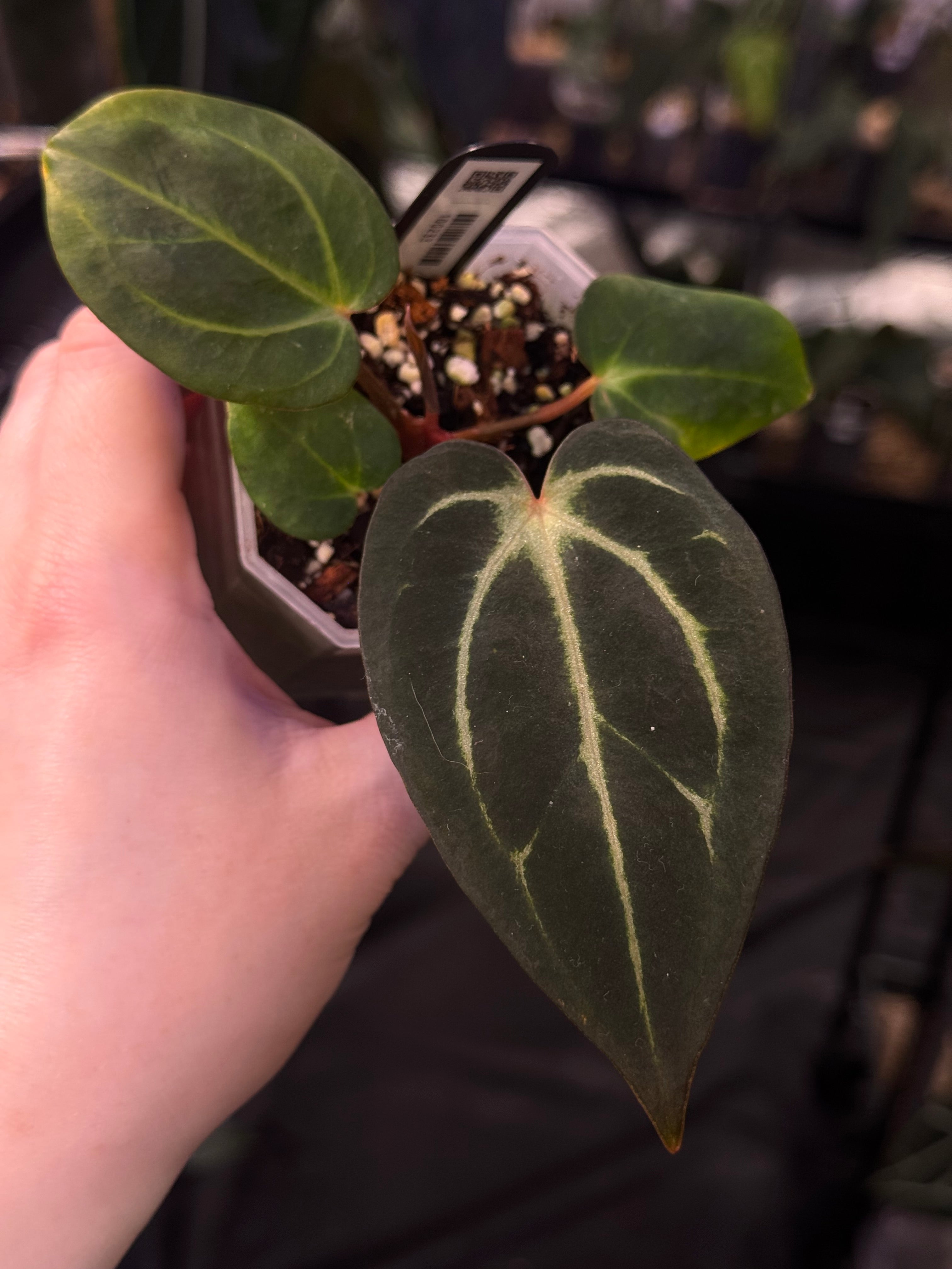 NFS: Anthurium Carlablackiae 'Peter Parker’ (RA5 x RA10) S1