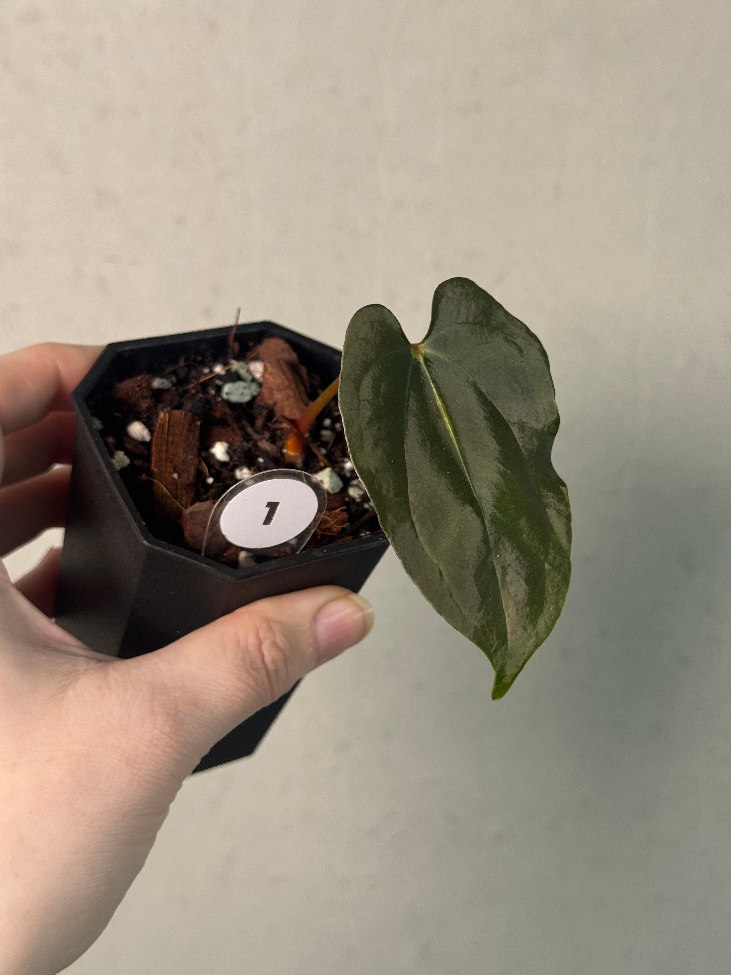 Anthurium Ralph Lynam x Fort Sherman (JV) S1 - Clone - SMUKHI