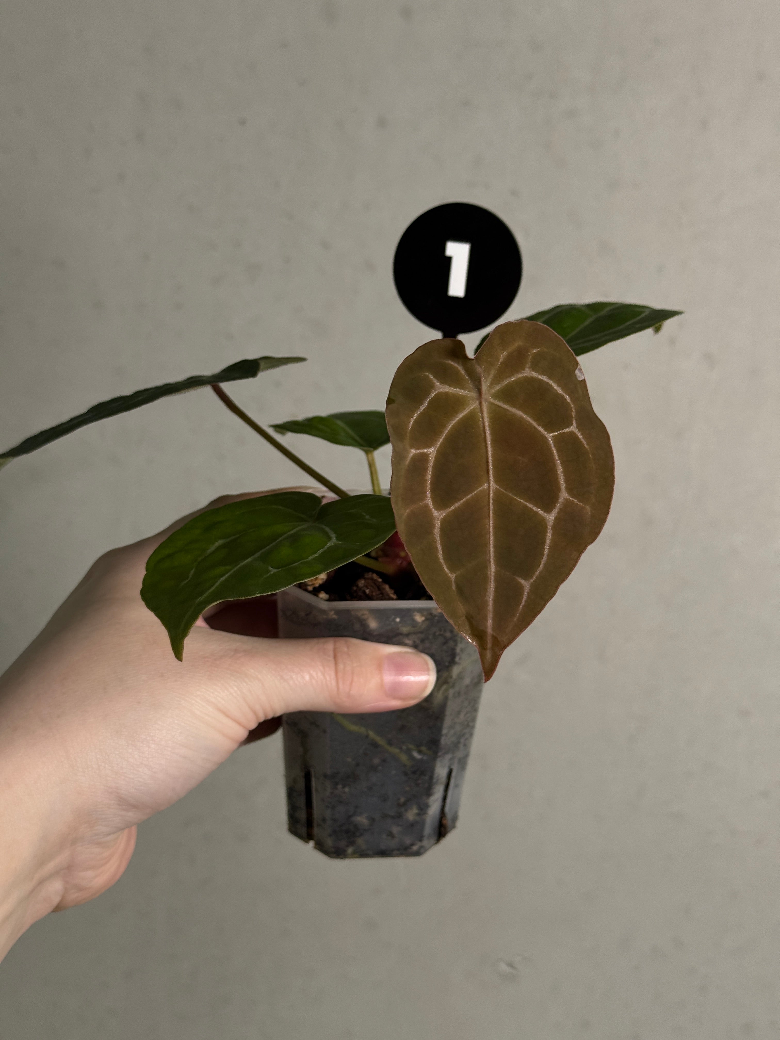 Anthurium Michelle x Forgetii