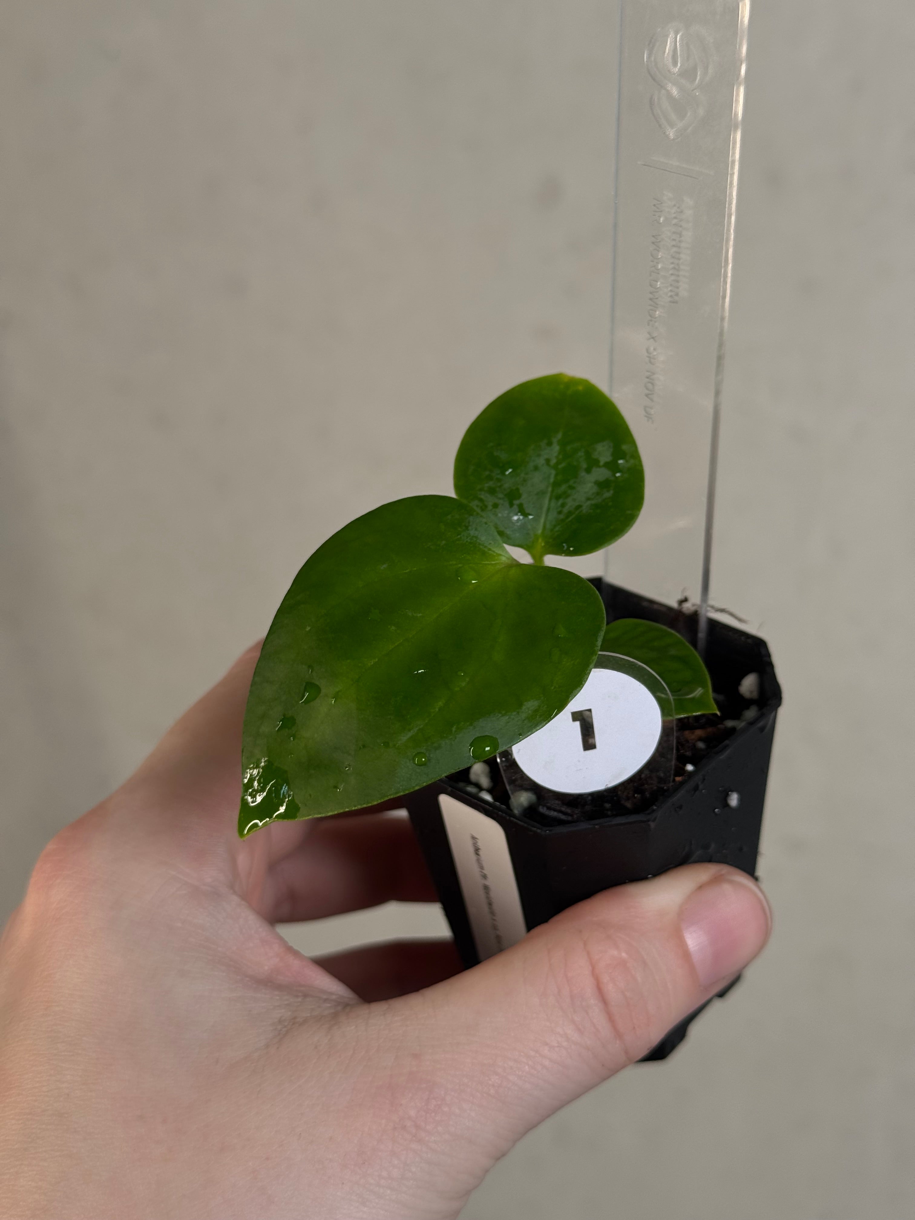 Anthurium Mr. Worldwide x sp. Nov DF