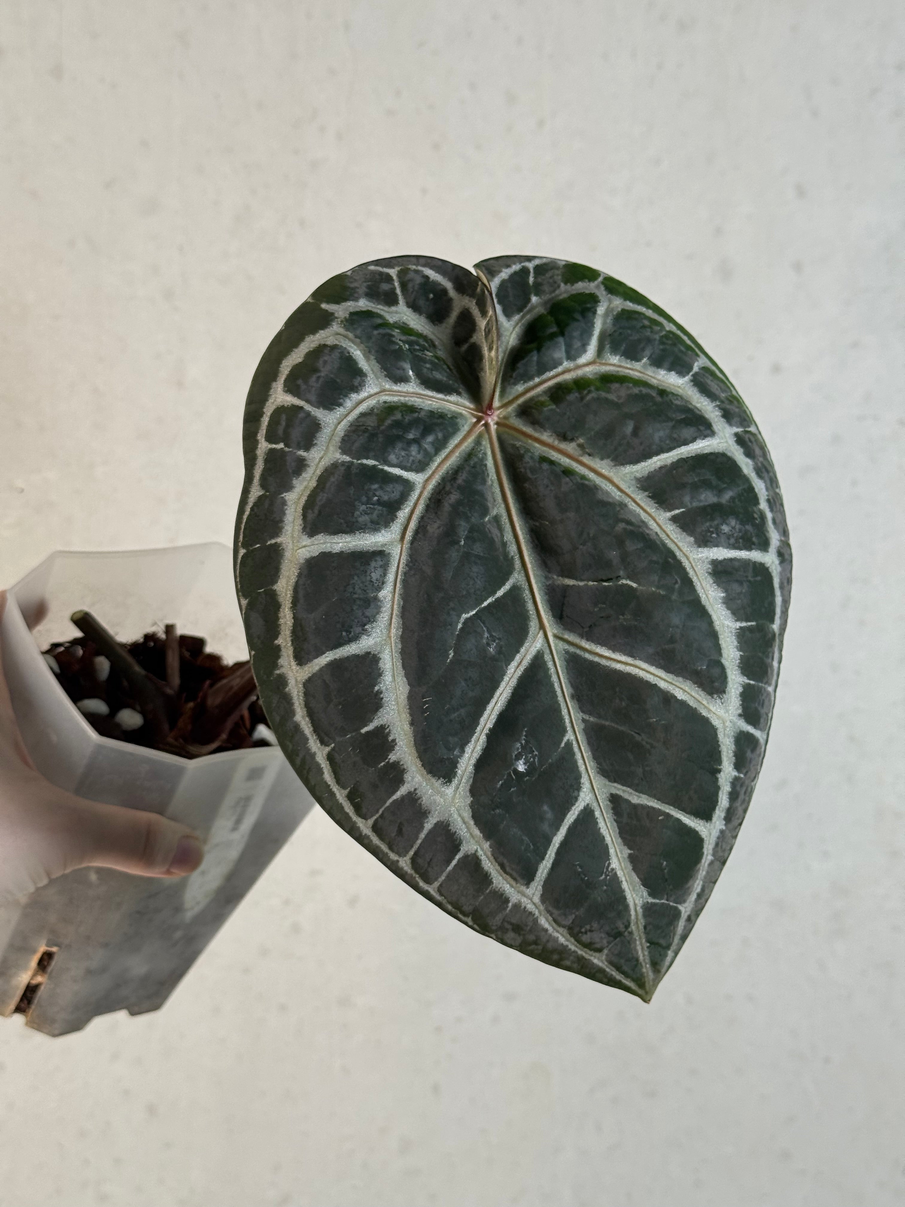 B-Grade/Sad Plants - Various Plants