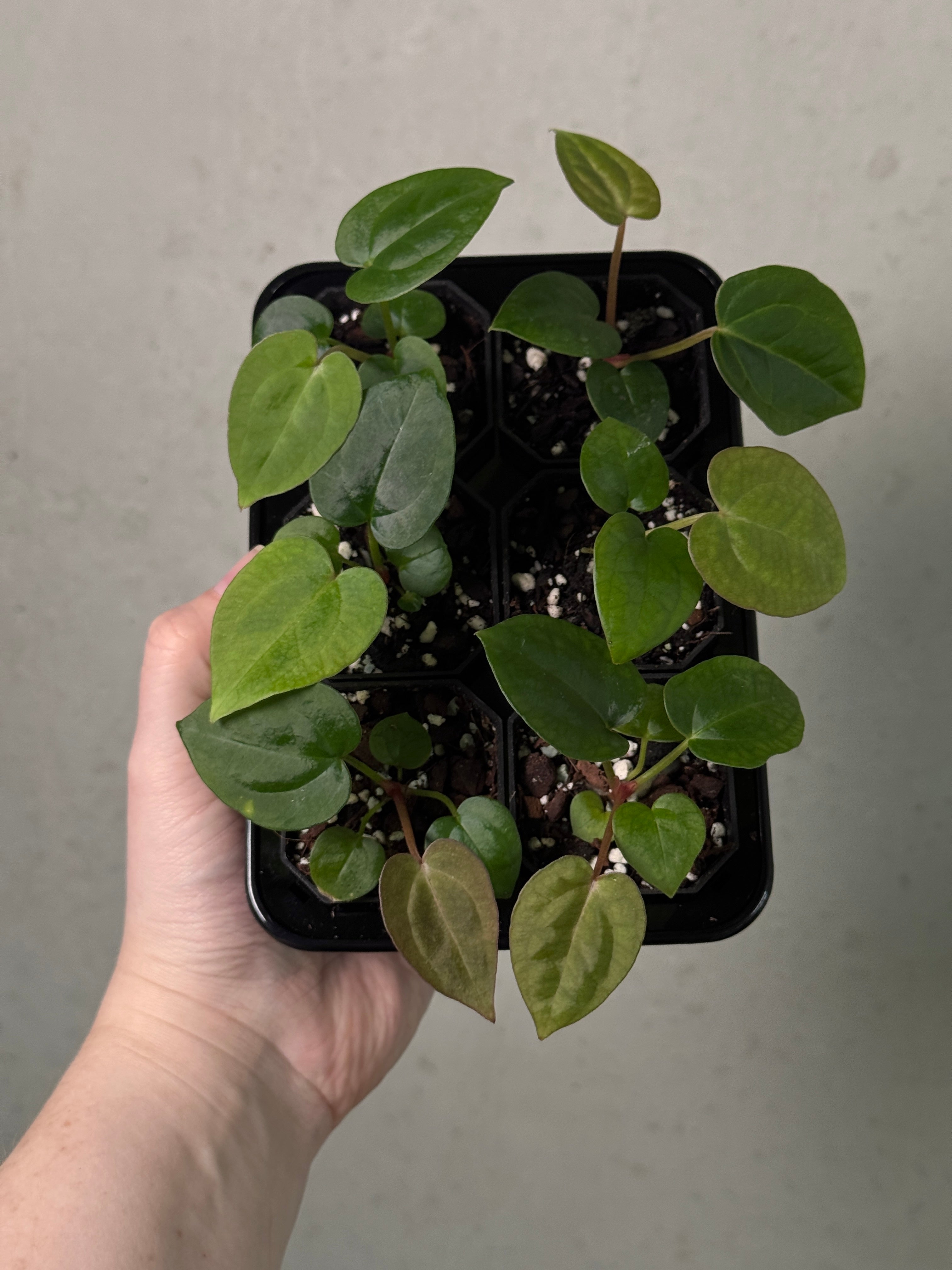 Anthurium Michelle x Red Vein Dark Phoenix plant with vibrant red-veined dark leaves, cultivated by SMUKHI.