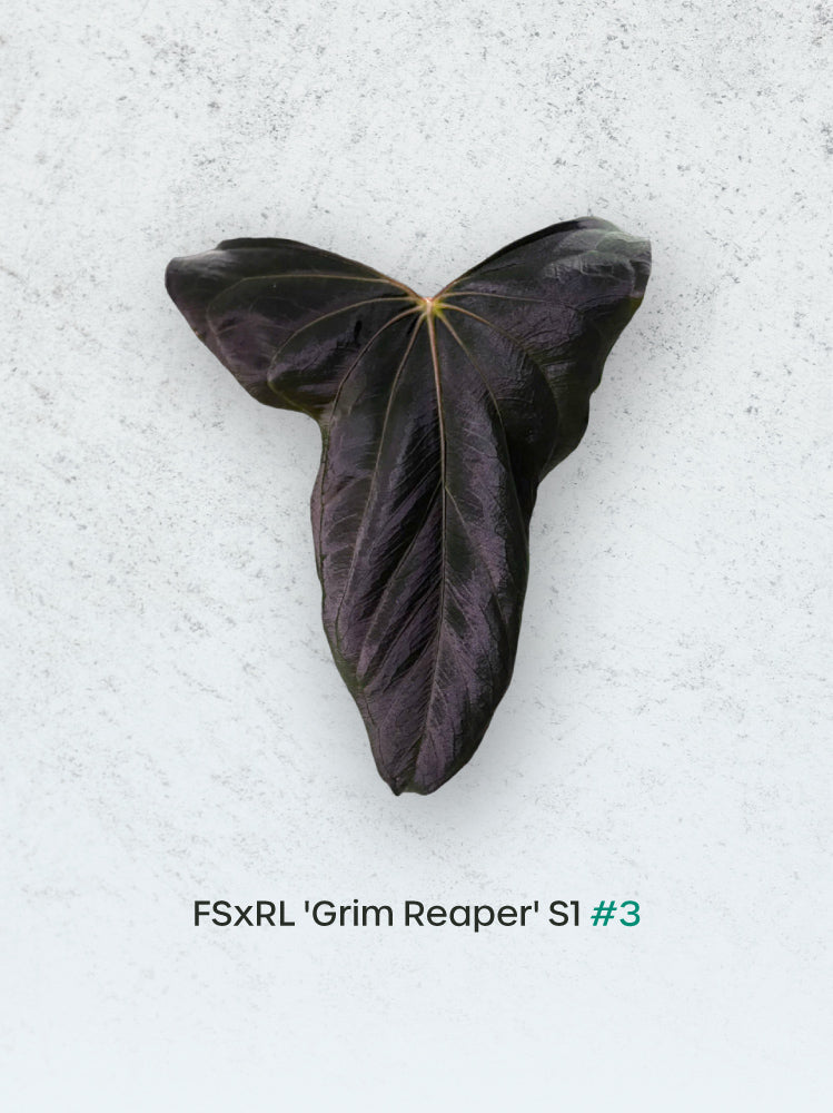 NFS: Anthurium FSxRL 'Grim Reaper' S1 #3 (CRM-3)