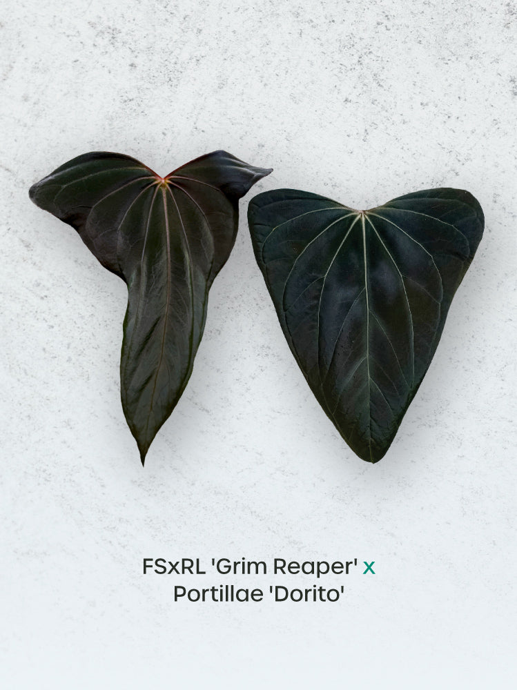 Anthurium FSxRL 'Grim Reaper' x Portillae 'Dorito' plant by Crystallinaminum with dark green and reddish leaves.