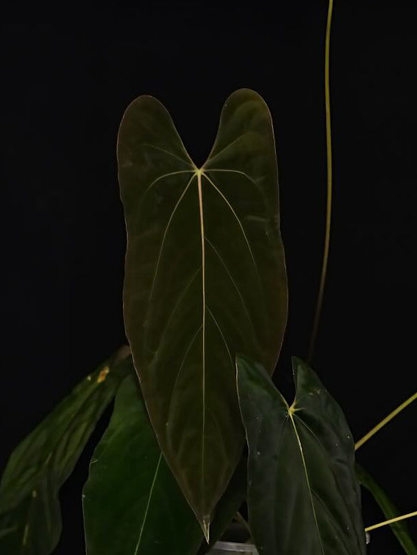 Mathiux Aroid Anthurium FSxRL x RLxFS 'Rouge' plant with vibrant red leaves and lush green foliage, shown in a close-up image.