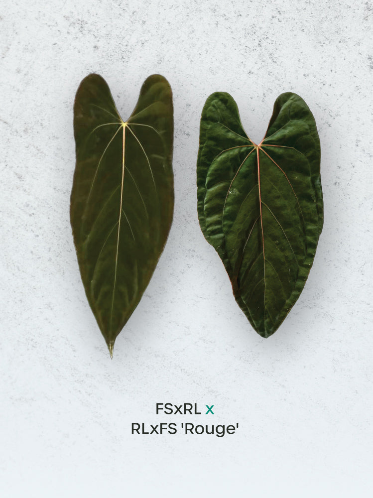 Mathiux Aroid Anthurium FSxRL x RLxFS 'Rouge' plant with vibrant red leaves and lush green foliage.
