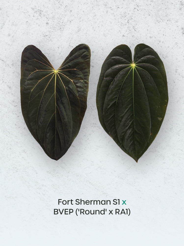 Anthurium Fort Sherman S1 x BVEP plant with lush green leaves and vibrant red spathes, cultivated by SMUKHI.