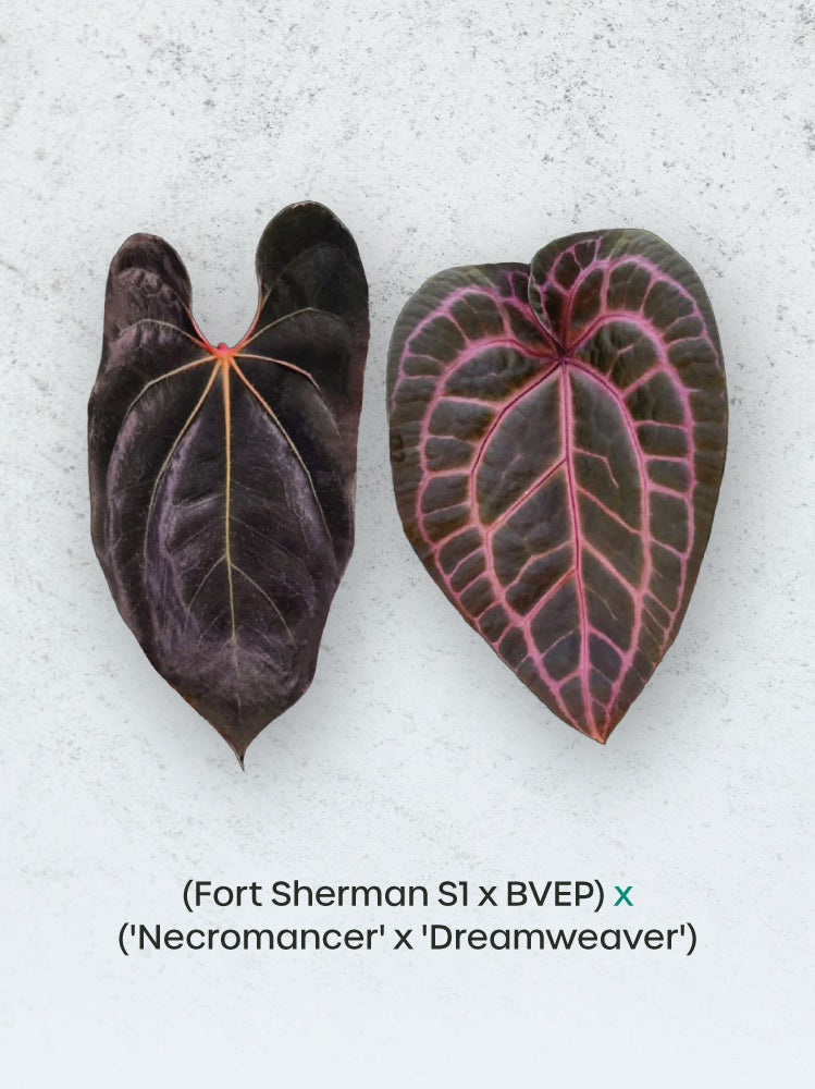 Anthurium plant from SMUKHI with lush green leaves, showcasing the hybrid Fort Sherman S1 x BVEP x Necromancer x Dreamweaver.