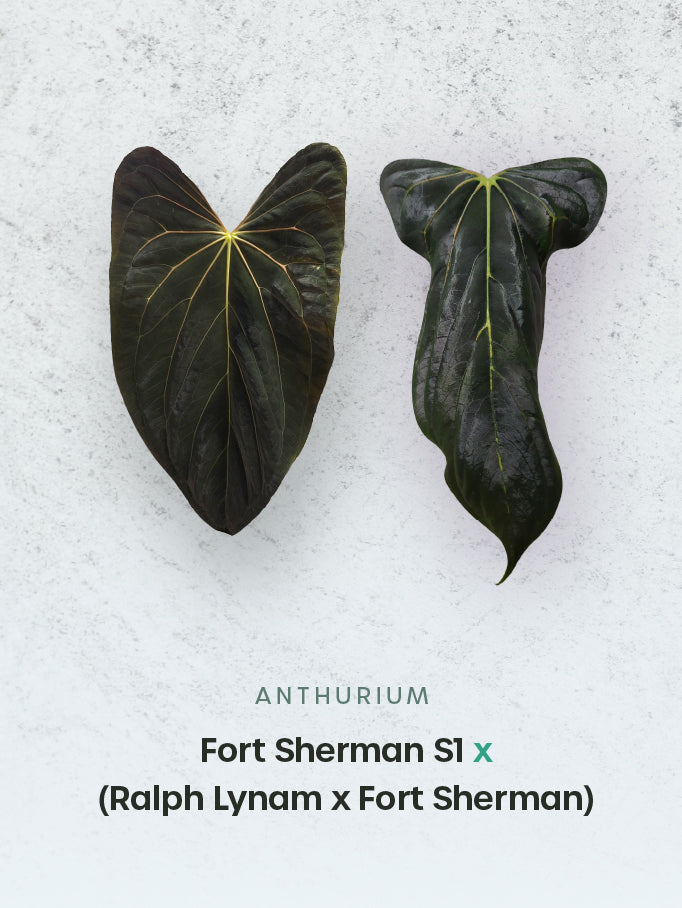 Anthurium Fort Sherman S1 x (Ralph Lynam x Fort Sherman)