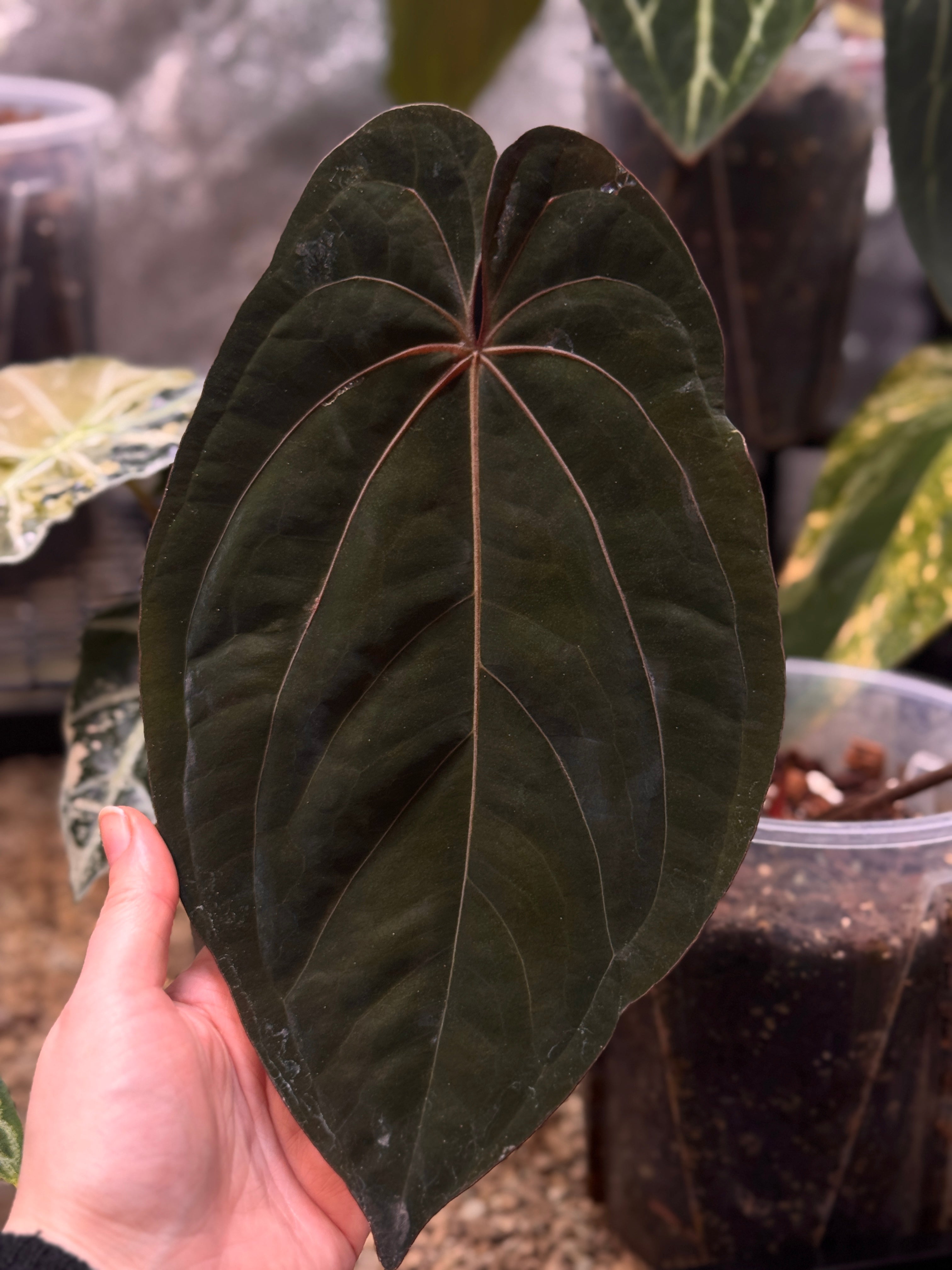 Anthurium Ace of Spades (Kunzo) x Darkest Panama - Clone - Rare