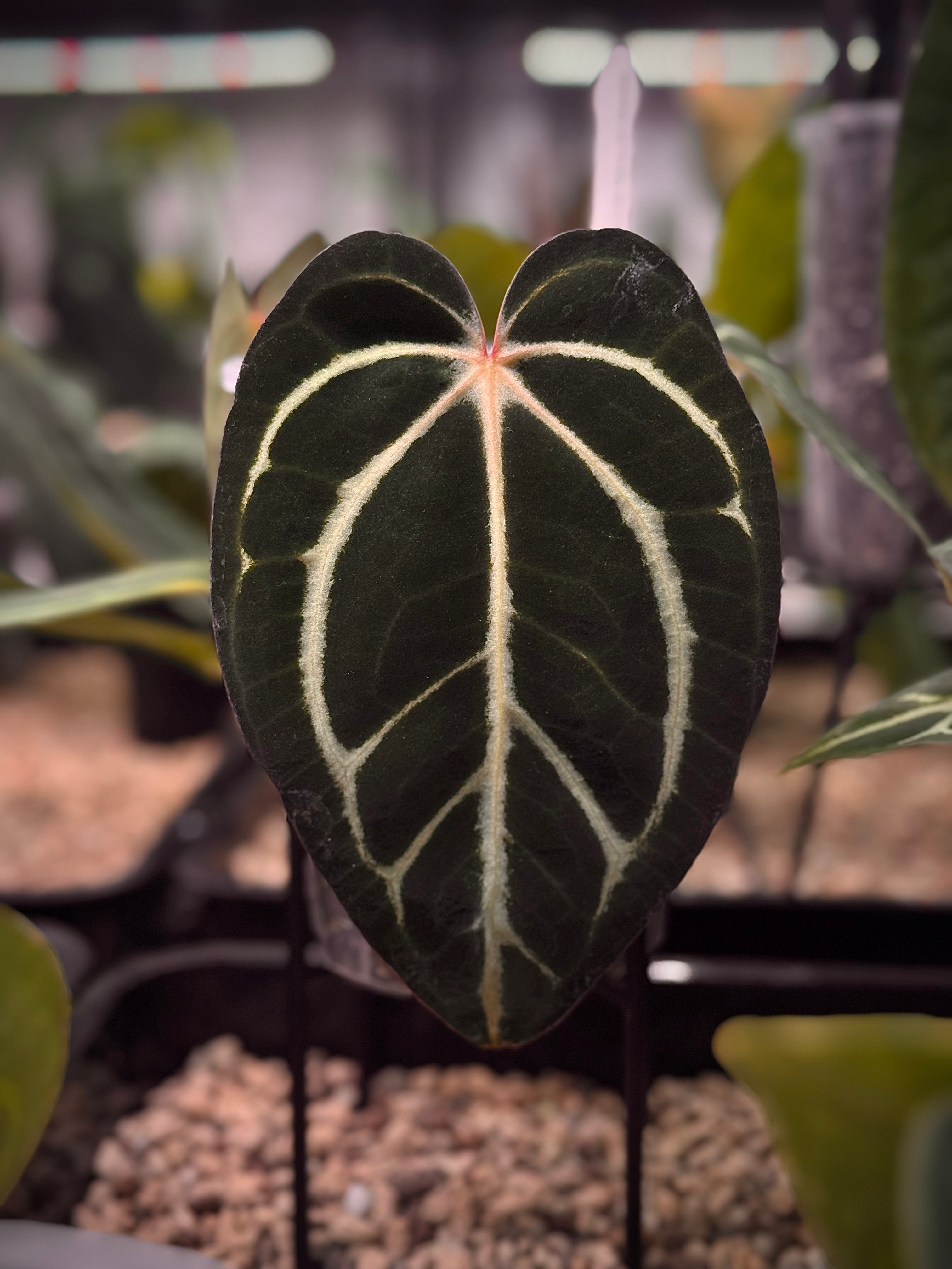 NFS: Anthurium Carlablackiae OG1 x (RA5 x RA10)