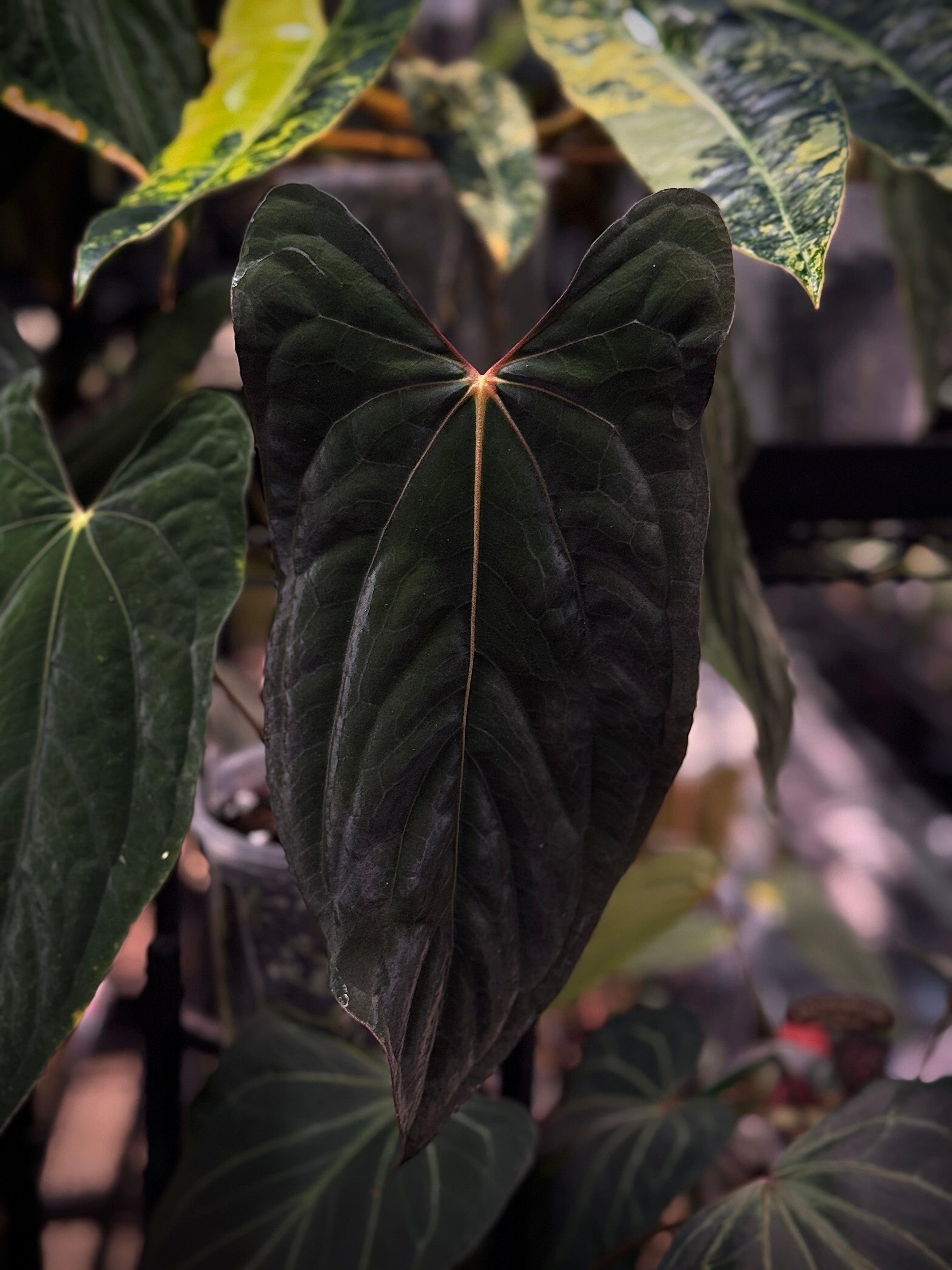 NFS: Anthurium RLxFS (JV) - SMUKHI