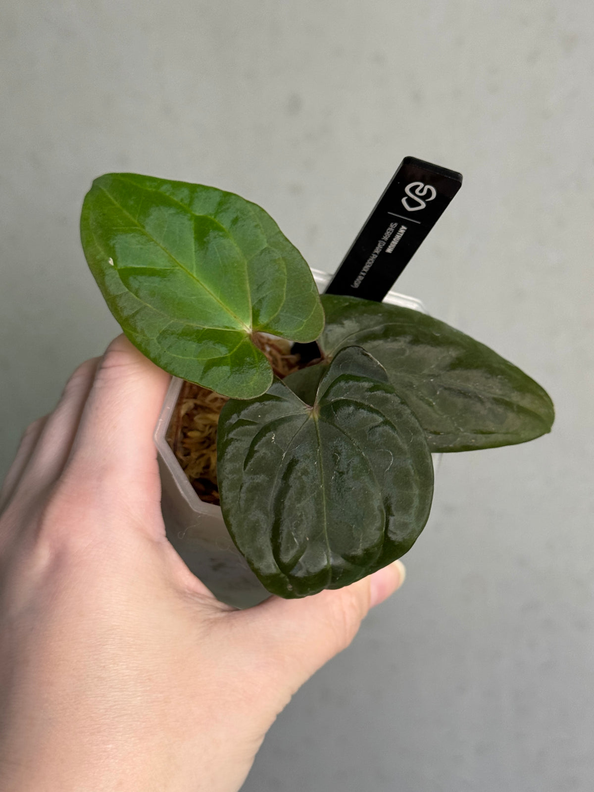 Anthurium 'Sherpa' plant with dark, glossy leaves and vibrant red flowers, from Abelia Plants.
