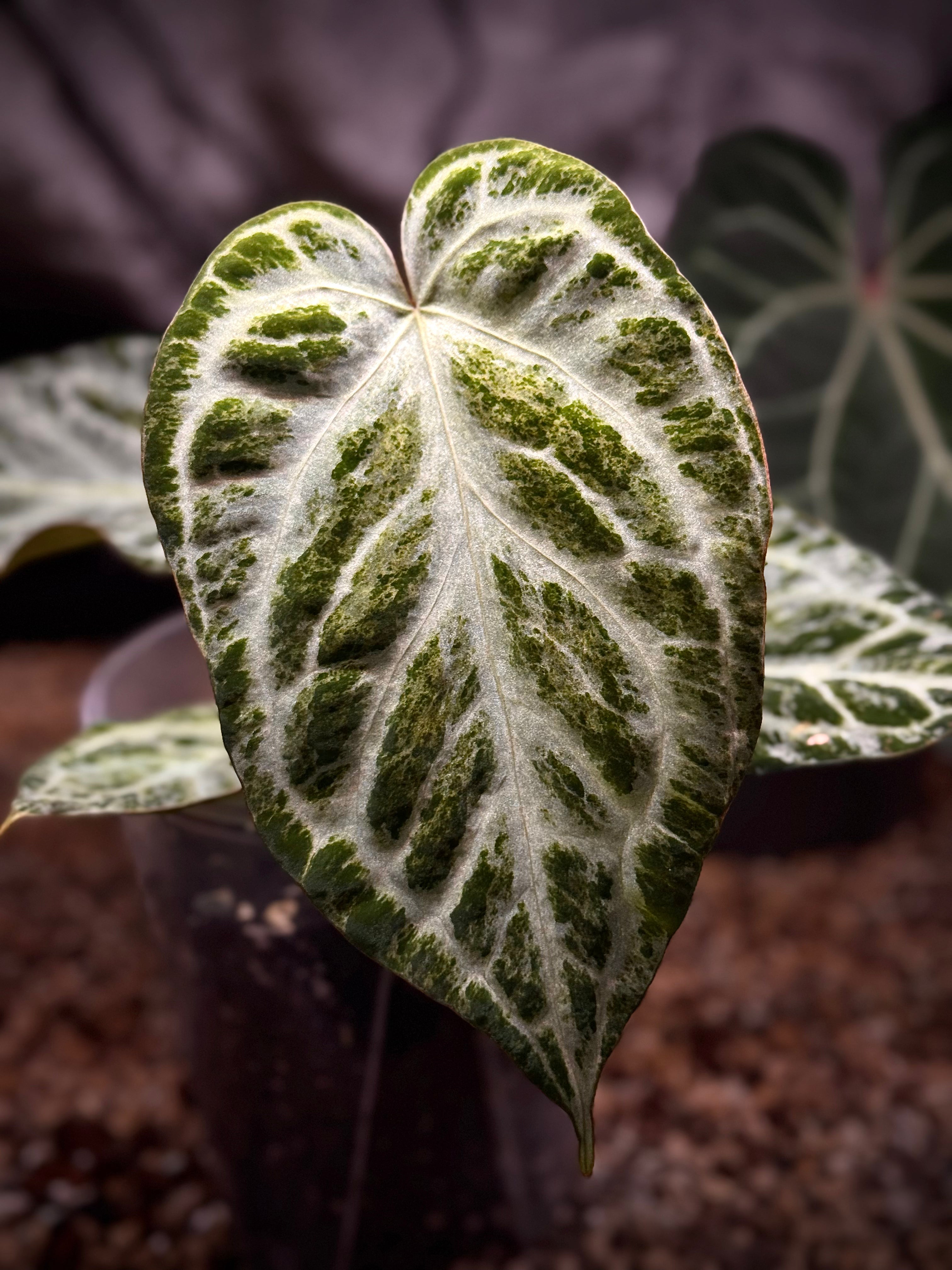 NFS: Anthurium 'Silver Blush' Mint / Blister Variegata