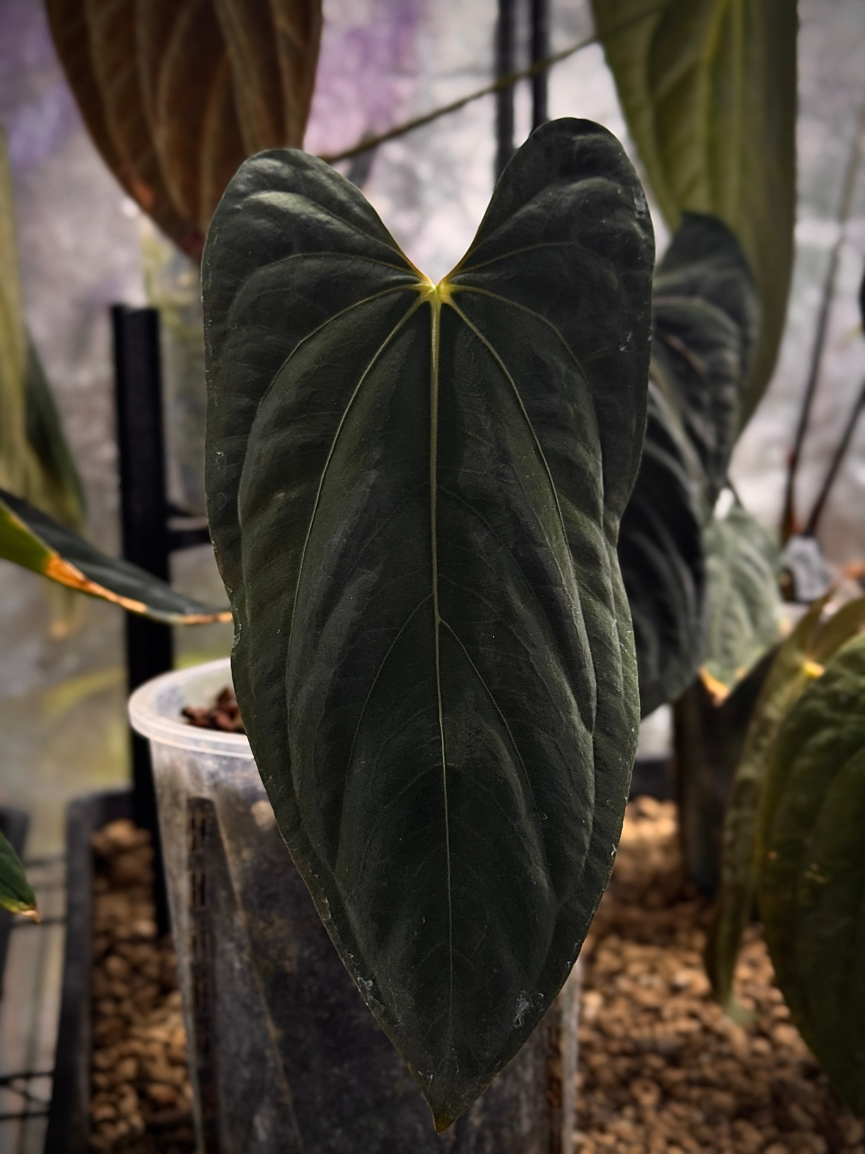 NFS: Anthurium Papillilaminum 'Daniel' - SMUKHI