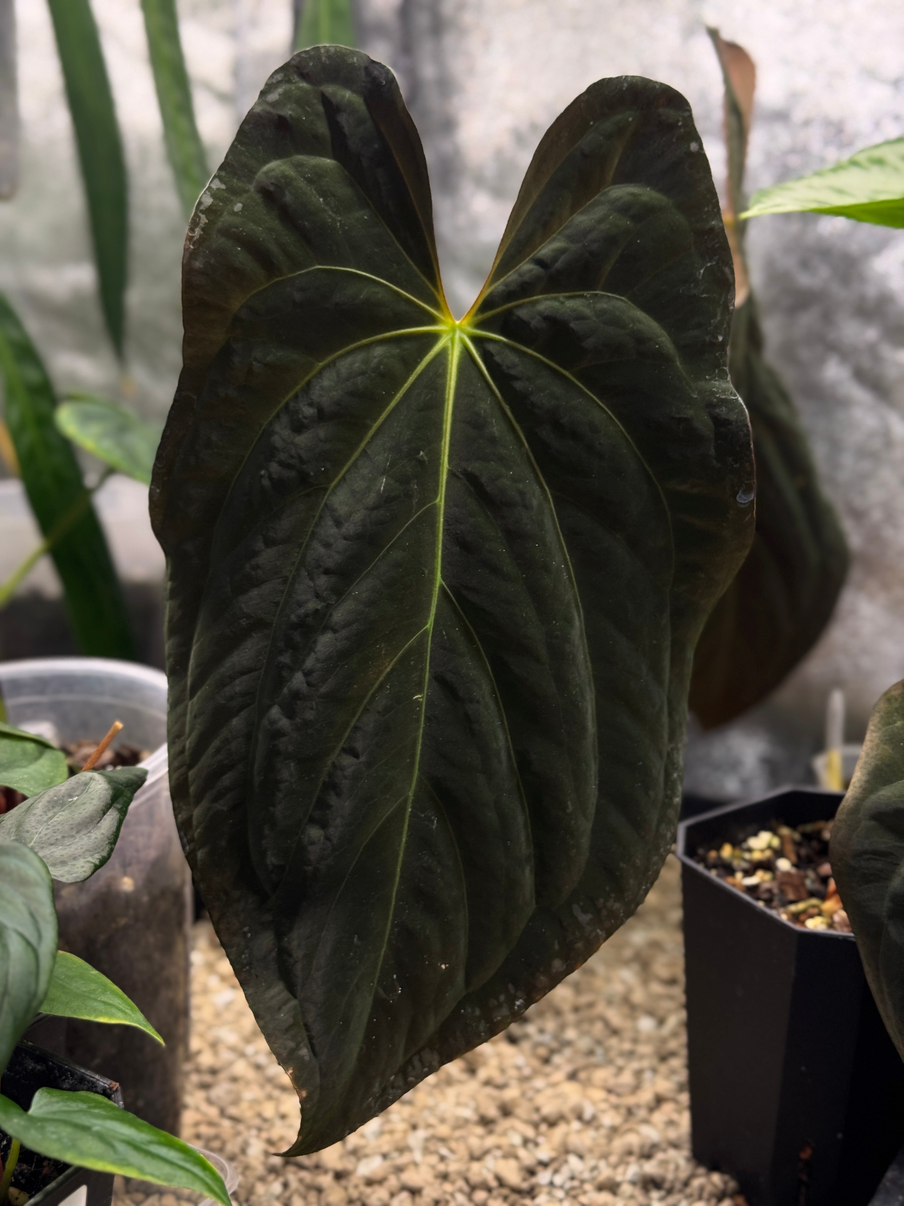 Anthurium Papillilaminum XOne x Dark Phoenix - Clone