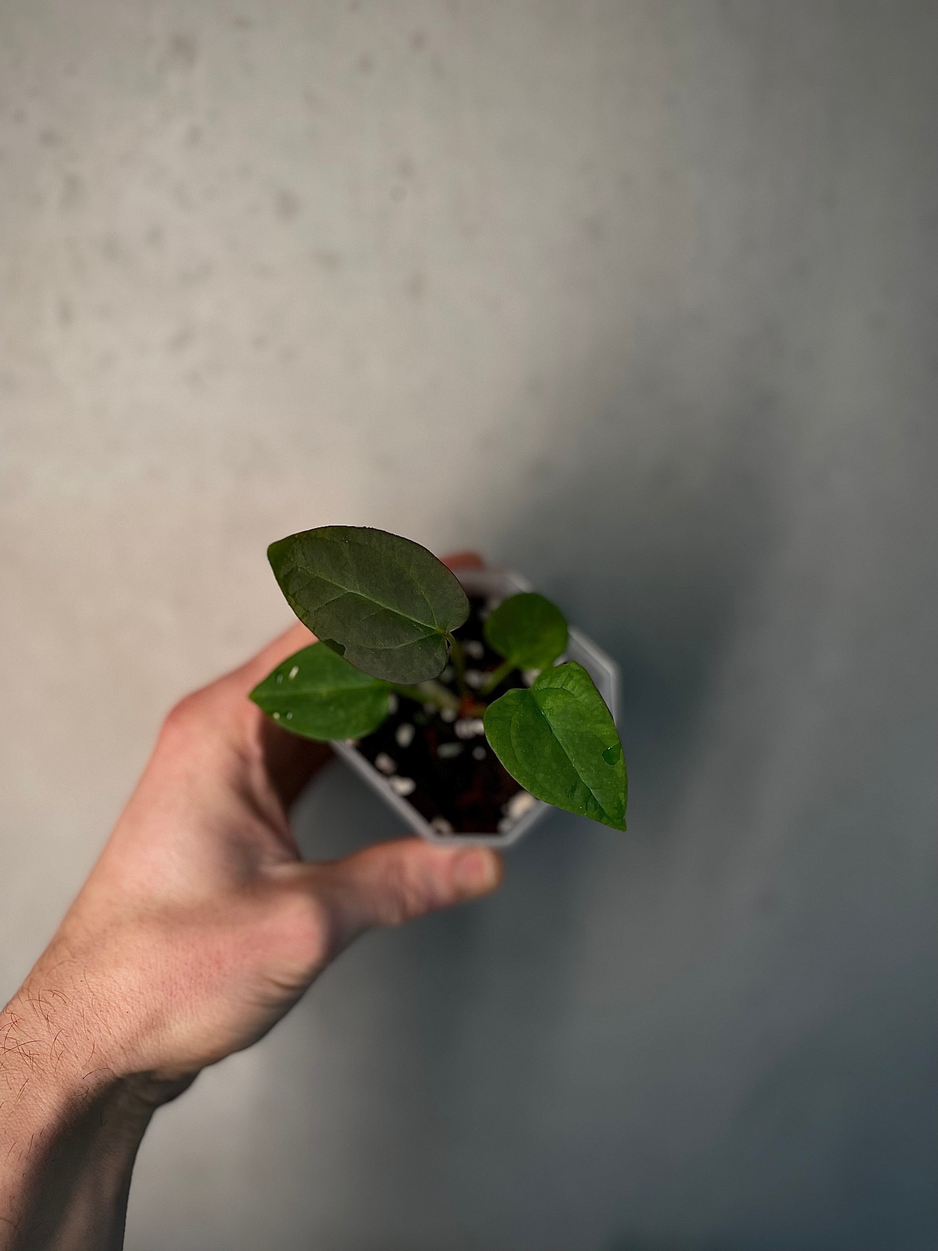Anthurium (Blue Papillilaminum x Forgetii) x (Papillilaminum XOne x XOne) - SMUKHI