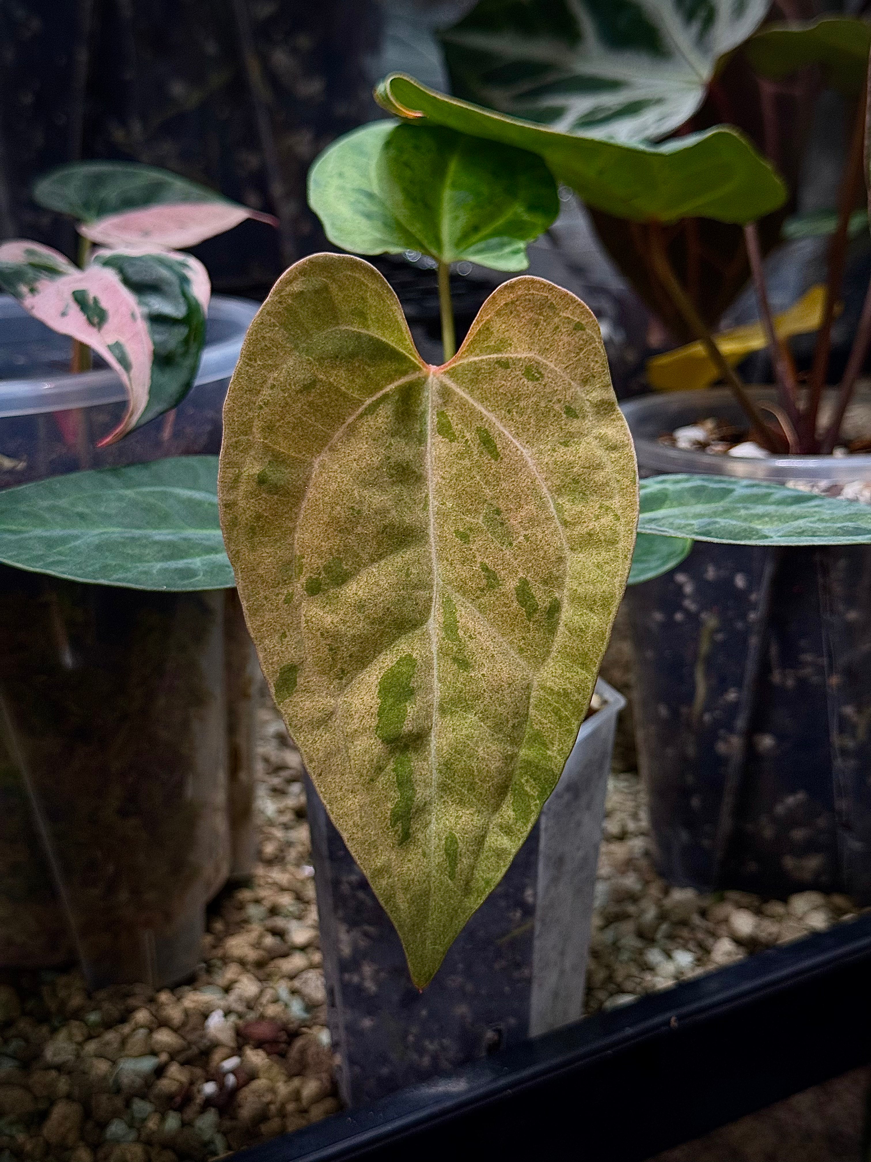 NFS: Anthurium Ace of Spades Dark Form x Portillae ‘Dorito’ - SMUKHI