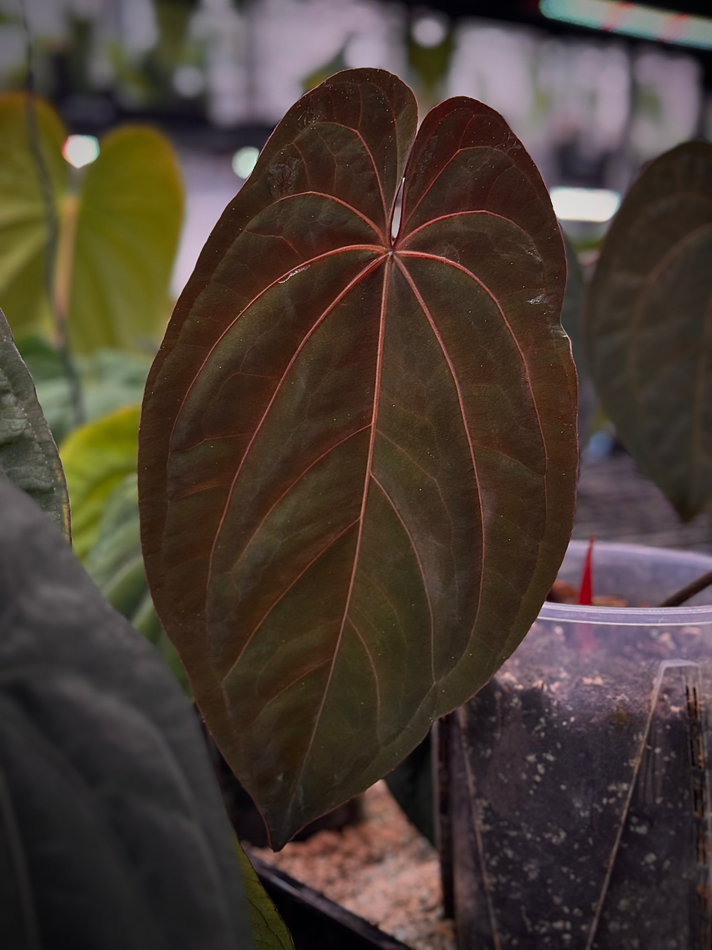 Anthurium Ace of Spades (Kunzo) x Darkest Panama - Clone - Rare