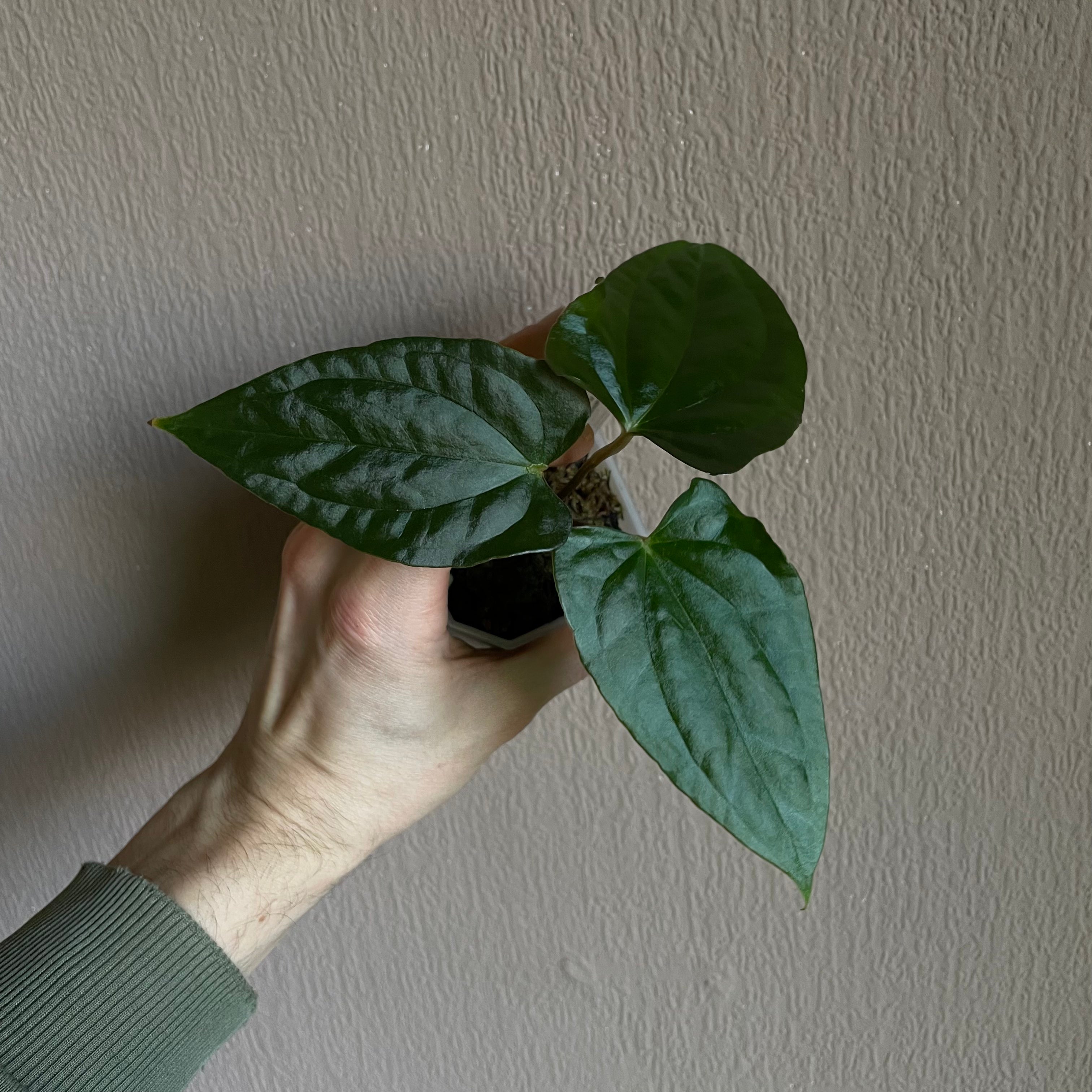 Anthurium - Various plants - SMUKHI