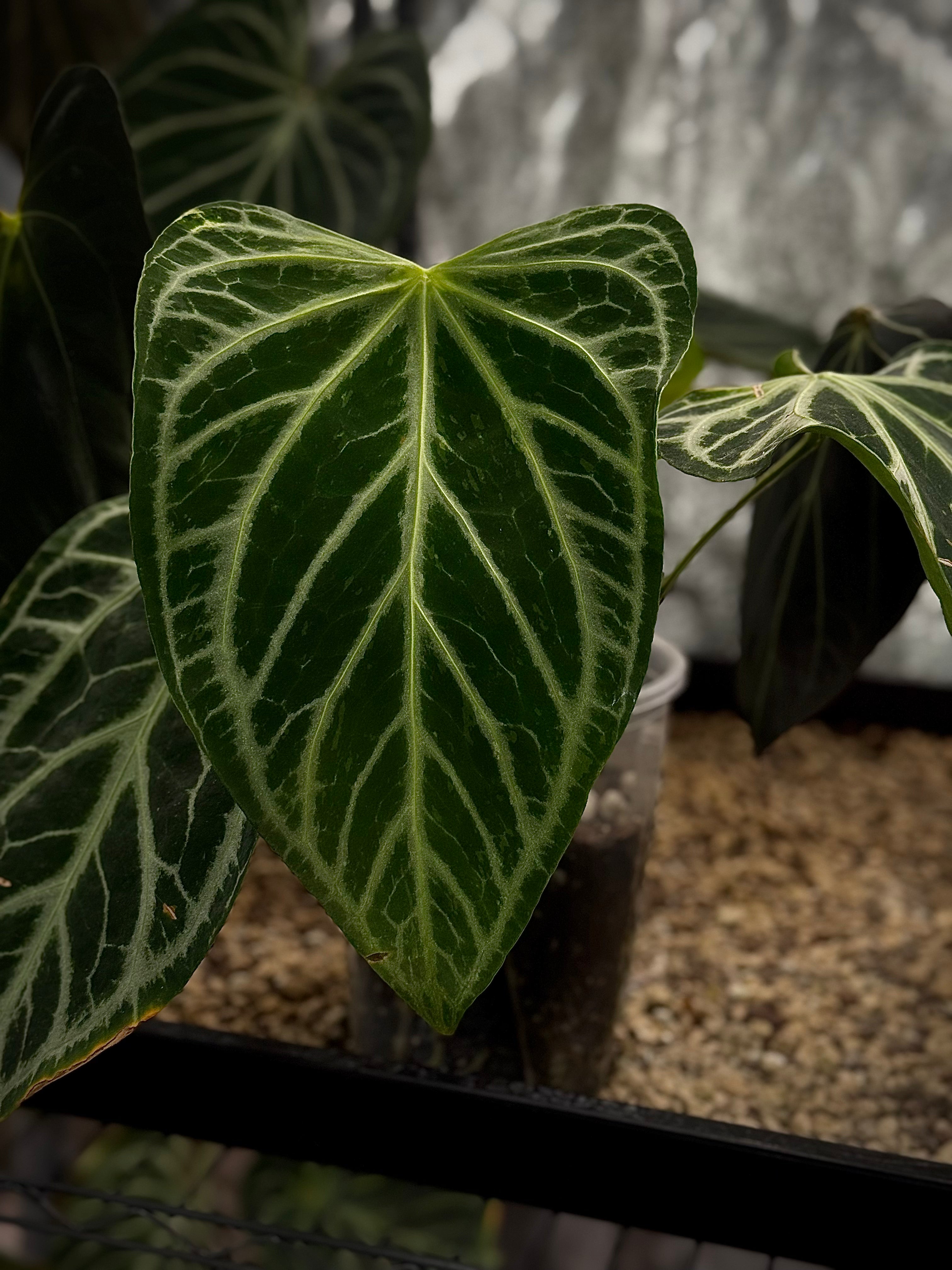 NFS: Anthurium FTG Crystallinum
