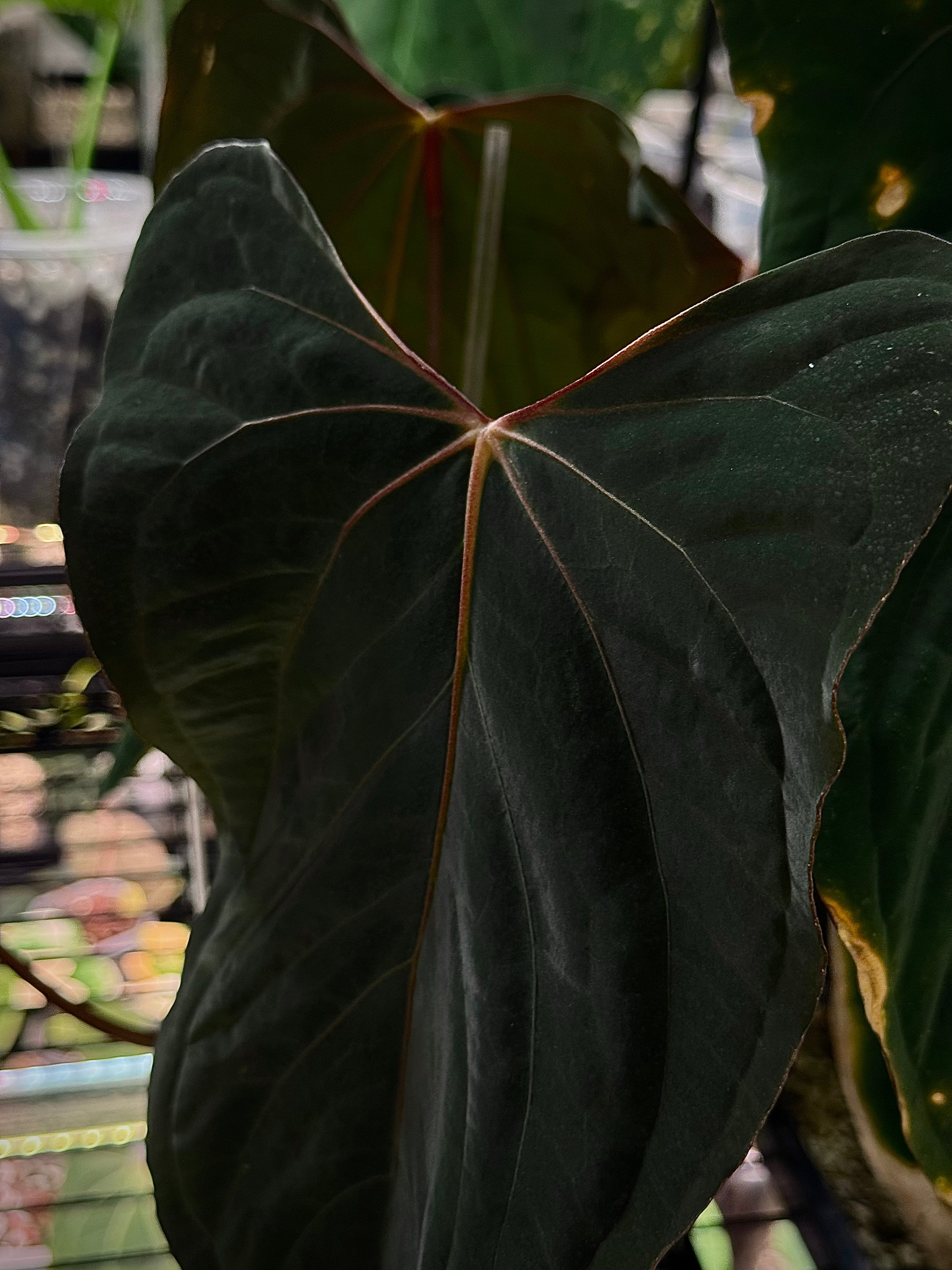 NFS: Anthurium (Ralph Lynam x Fort Sherman) x self - SMUKHI
