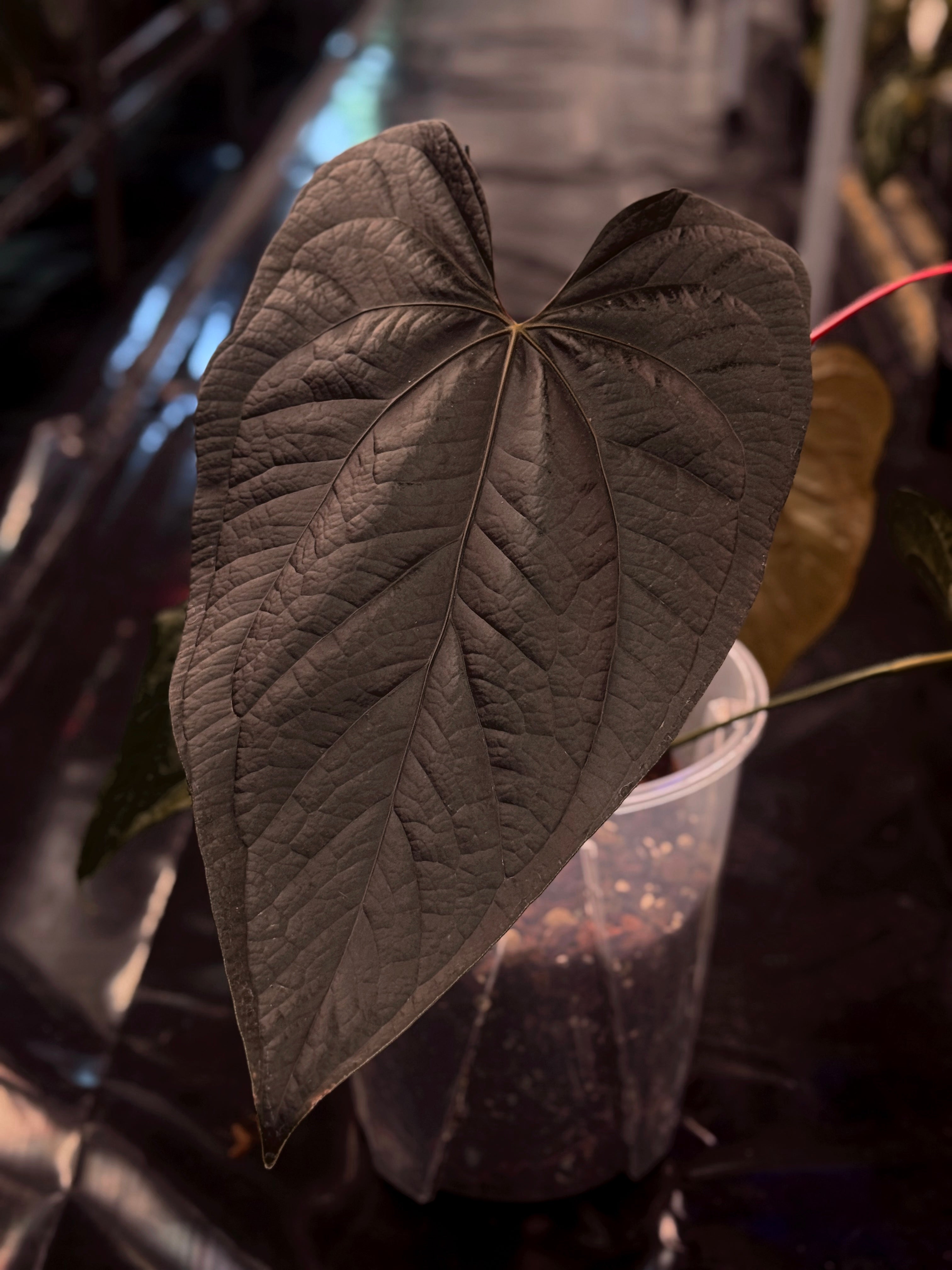 NFS: Anthurium Queen of Hearts