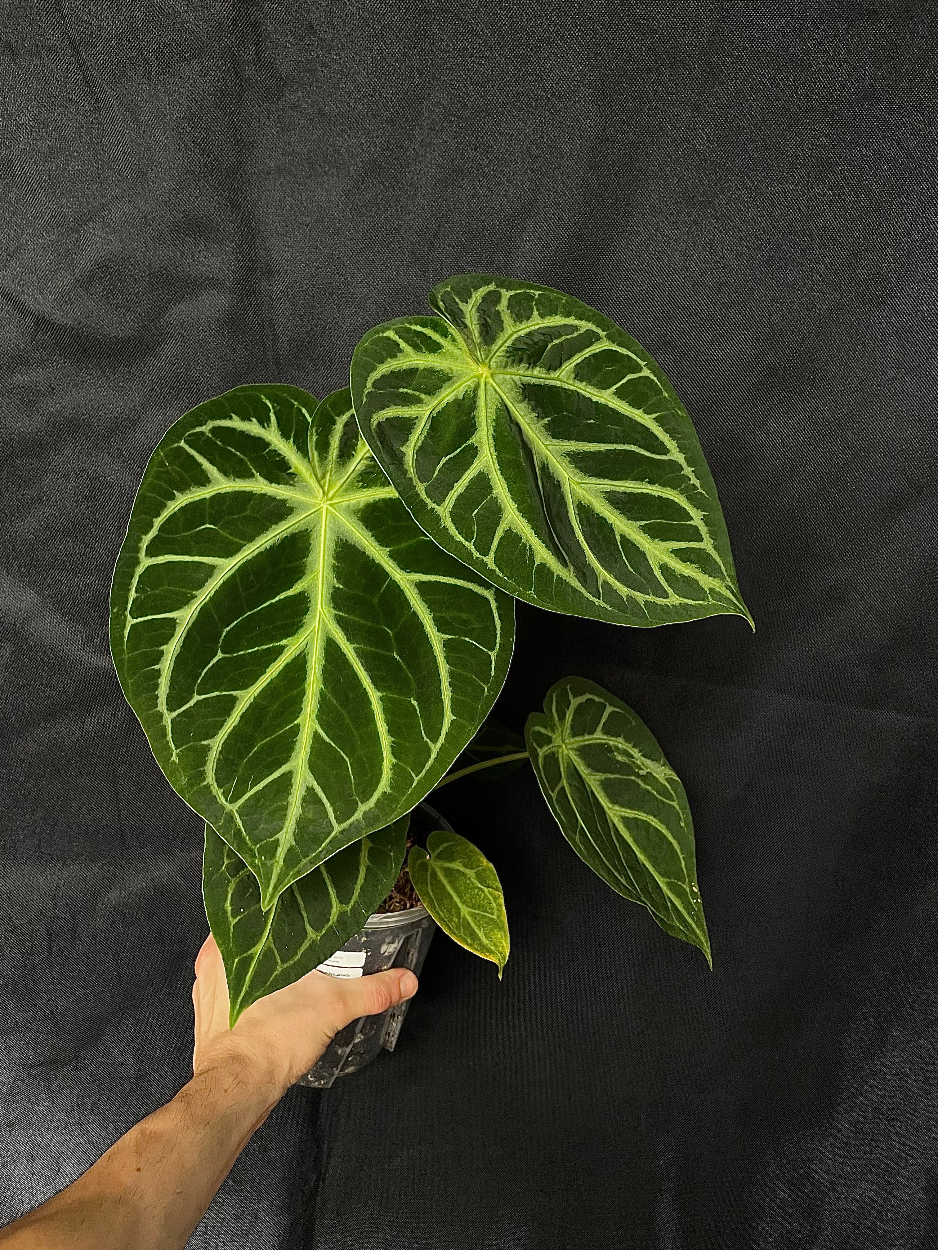Anthurium - Various plants