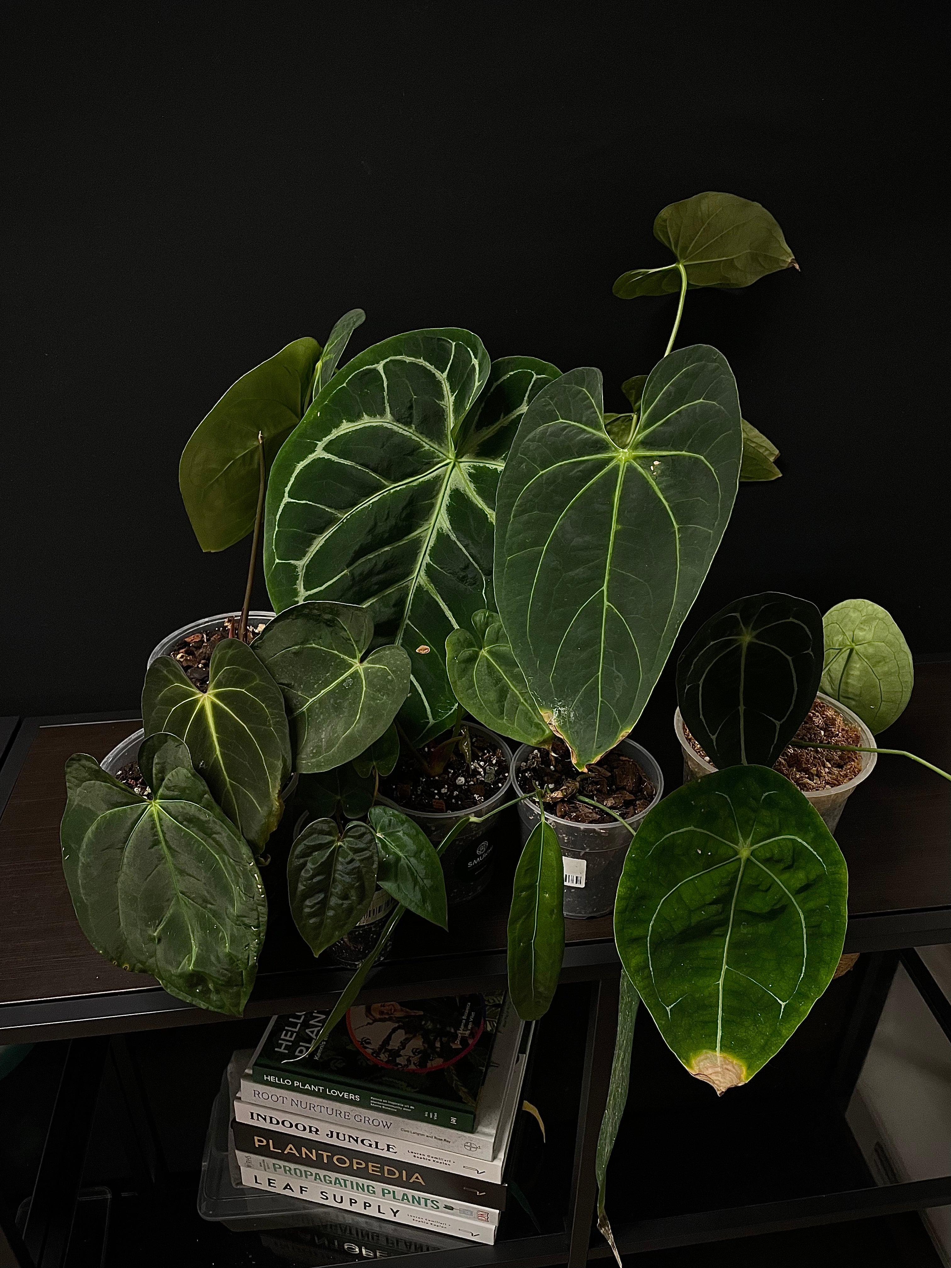 Anthurium B-Grade/Sad Plants - Various Plants