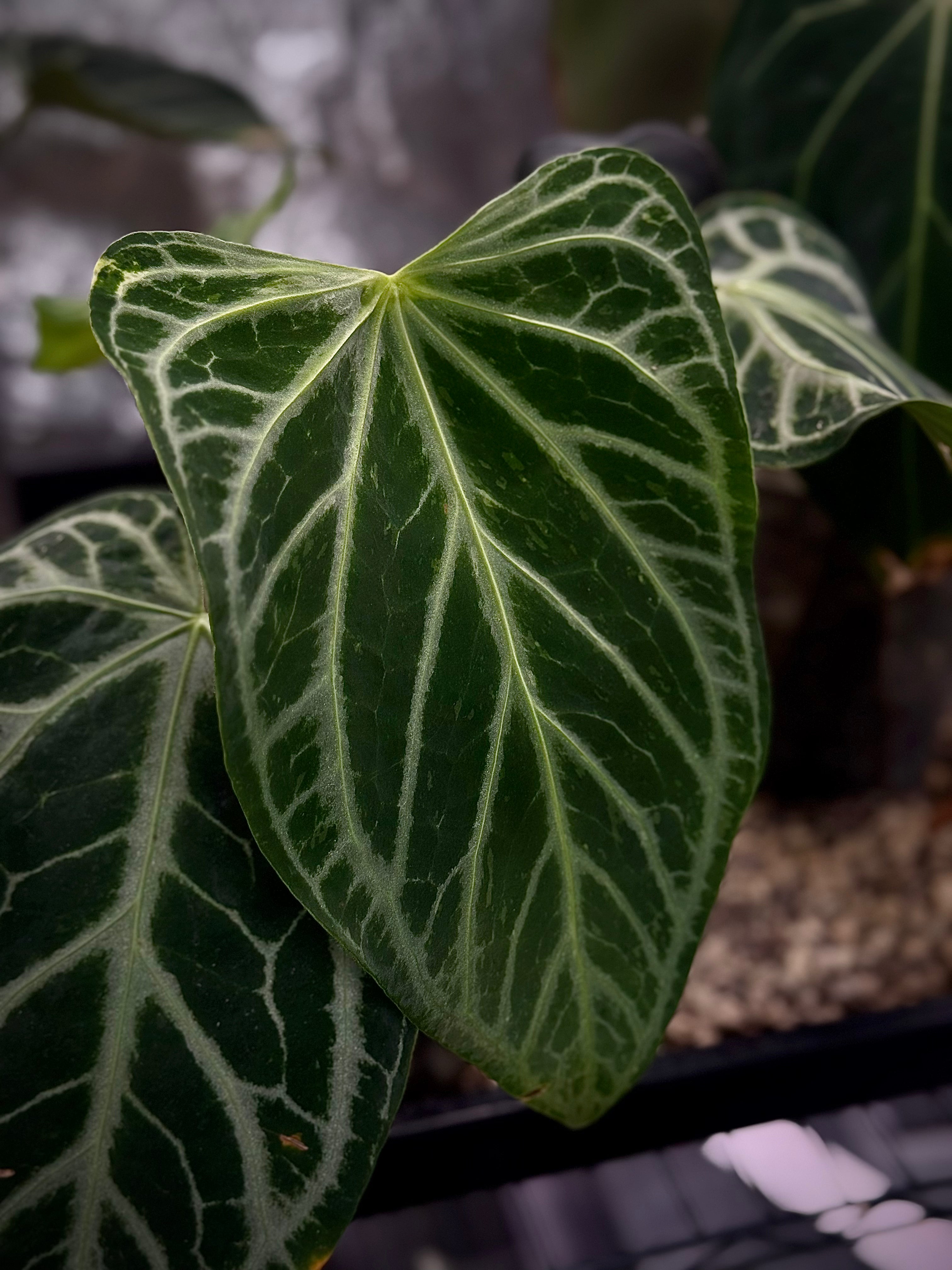 NFS: Anthurium FTG Crystallinum