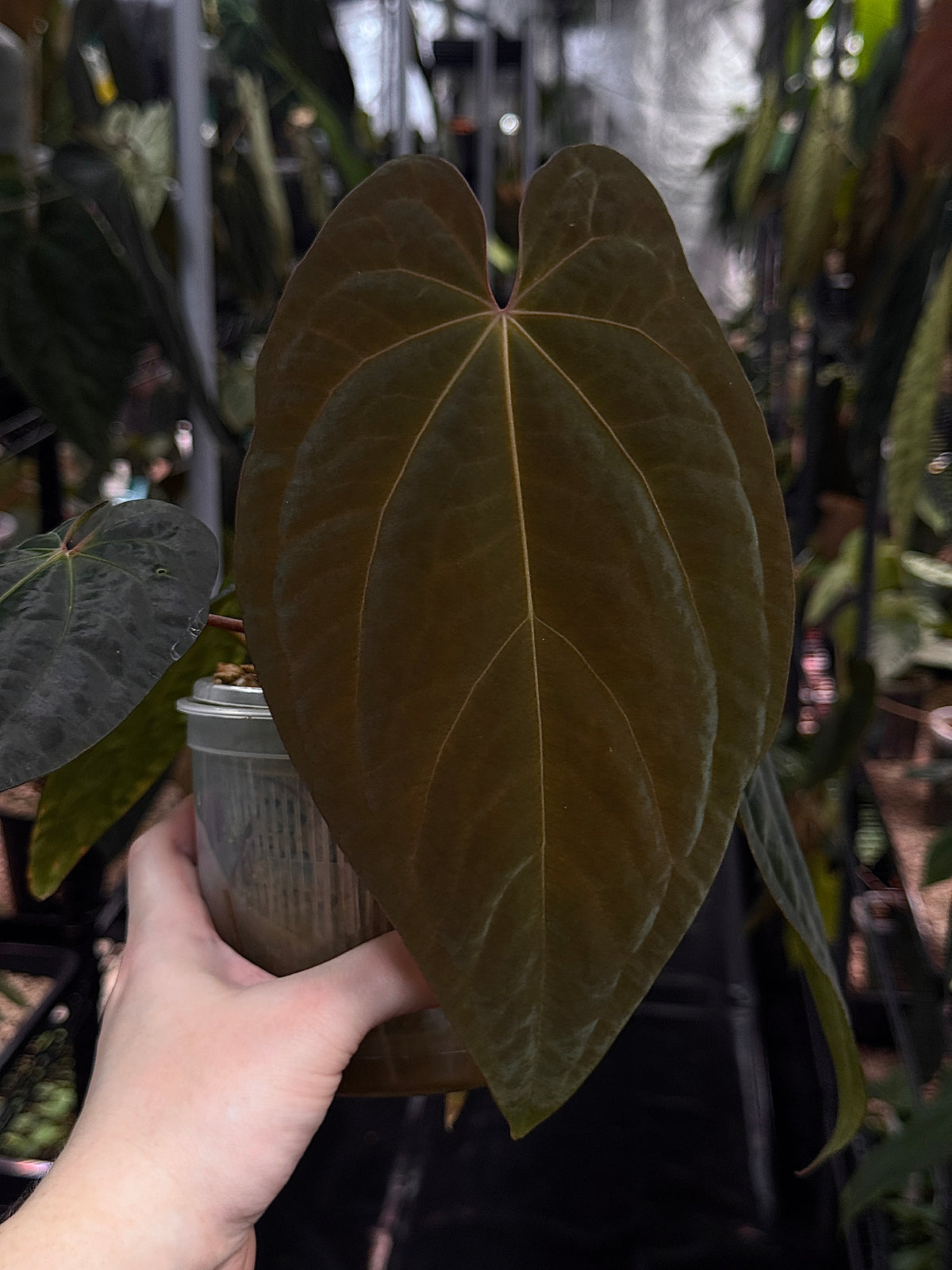 Anthurium Ace of Spades Dark Form x BVEP 'Bloodraven'