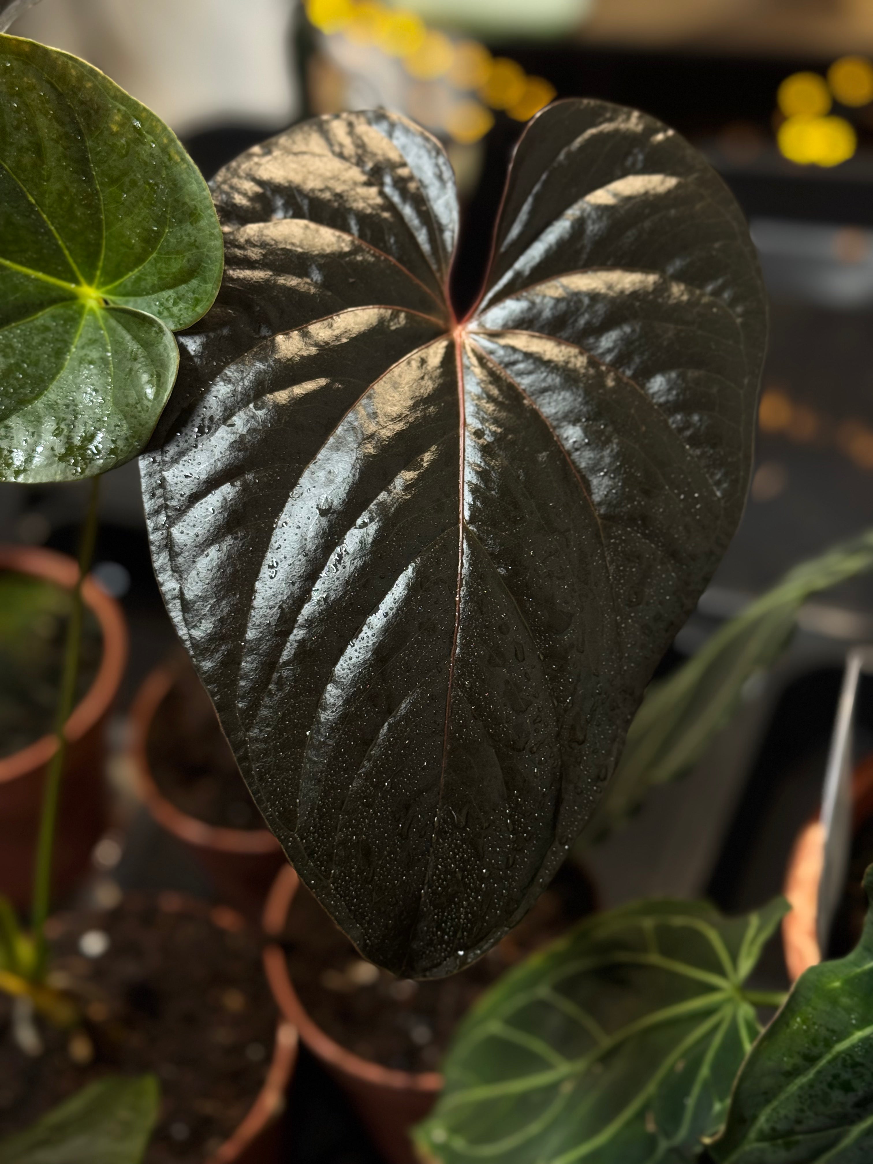 NFS: Anthurium Chamberlainii