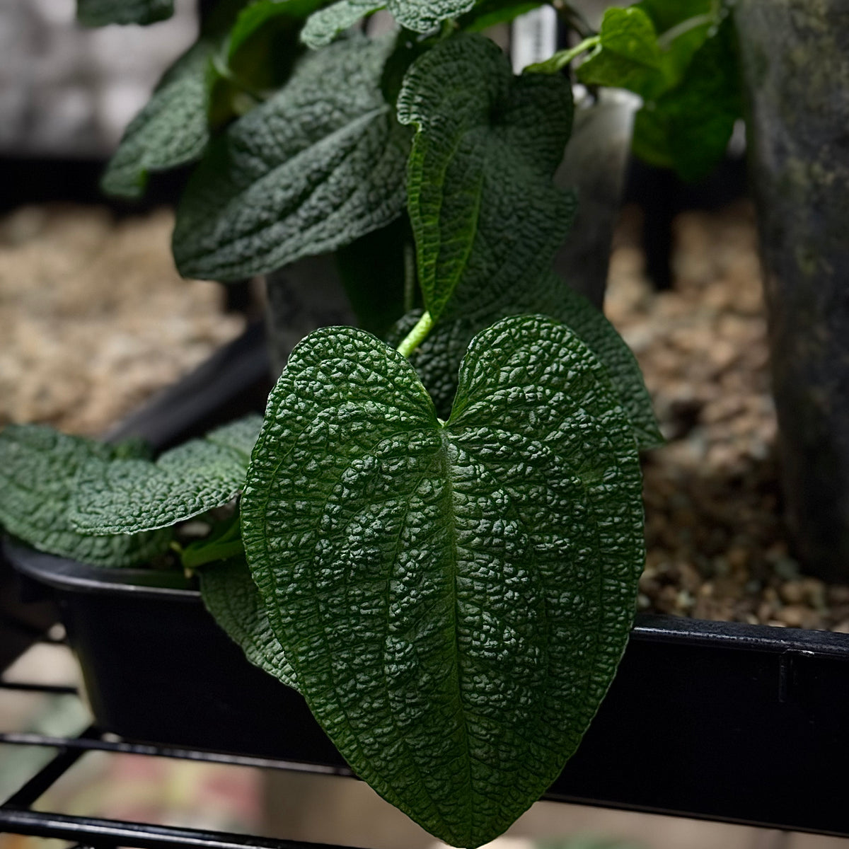 anthurium clidemioides care Anthurium Clidemioides