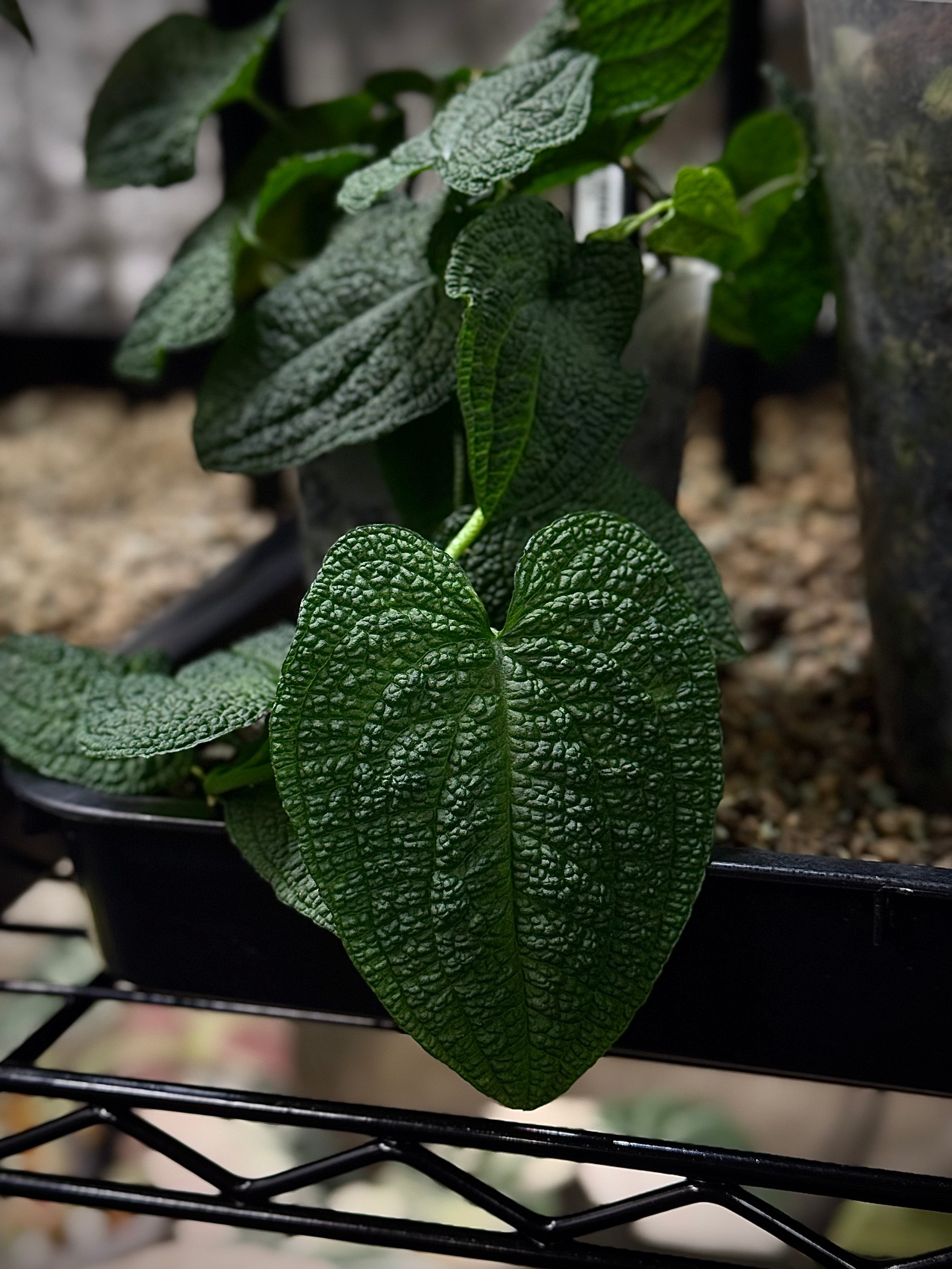 NFS: Anthurium Clidemioides