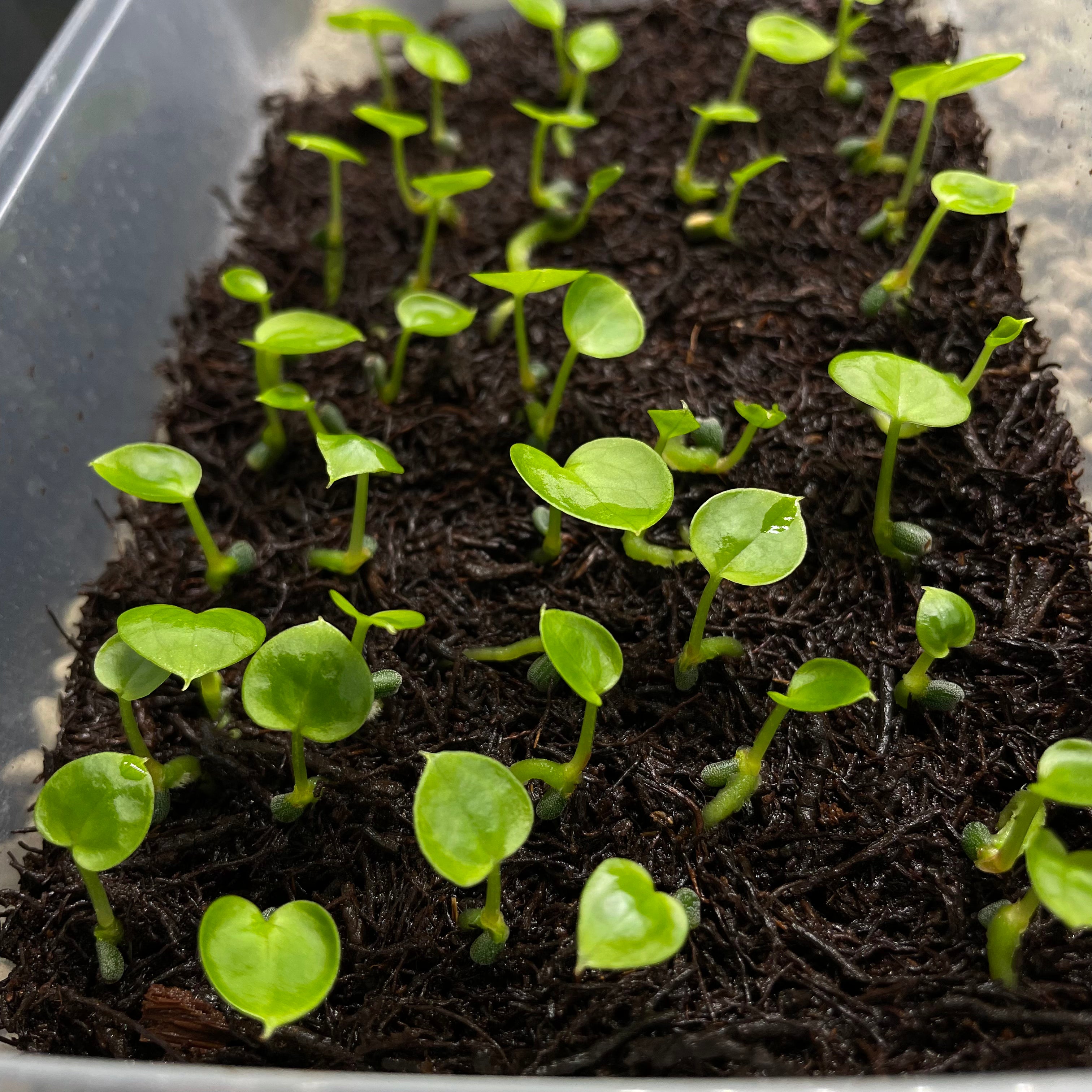 Anthurium Michelle x Forgetii (sets)